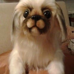 Pechinese soft toy dog You send us image we make a custom soft toy for you!