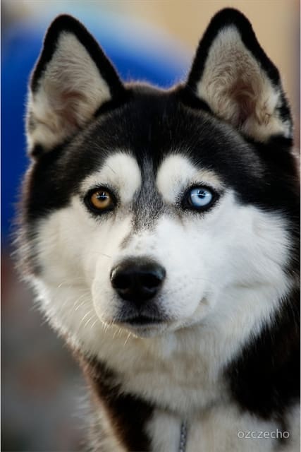 Turn Your Lovable Dog's Photo Into The Needle Felted Dog's Memorial 3D Portrait You send us image we make a custom soft toy for you!