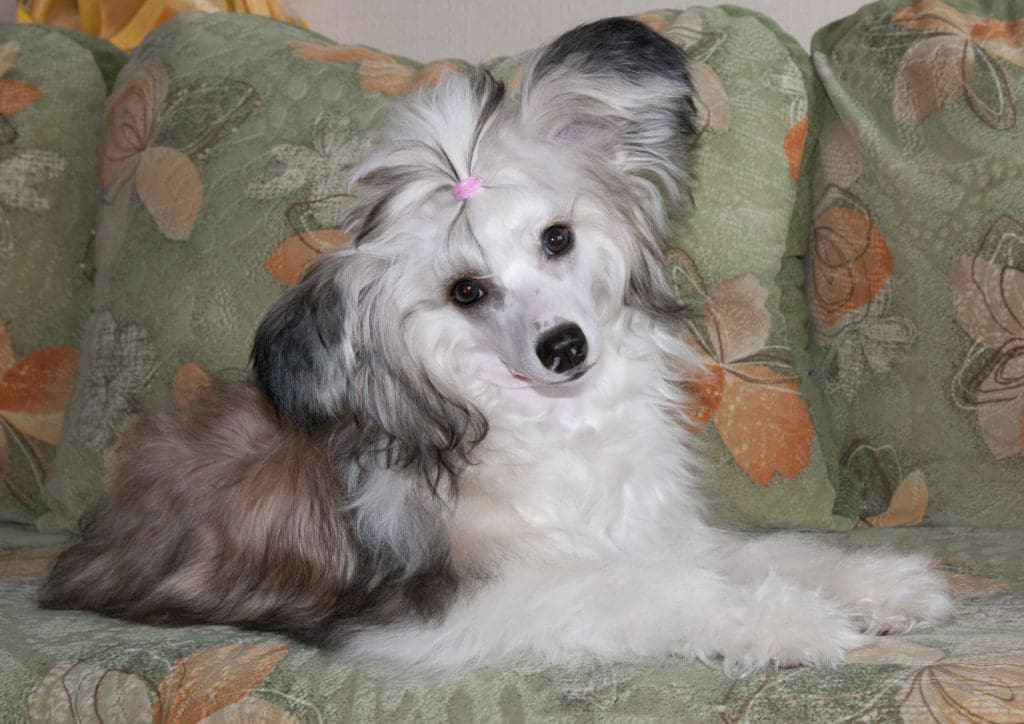 Turn Your Lovable Dog's Photo Into The Needle Felted Dog's Memorial 3D Portrait You send us image we make a custom soft toy for you!