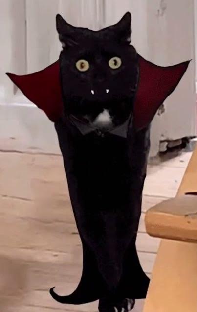 Dracula cat 2 handmade-meme-plush-cat