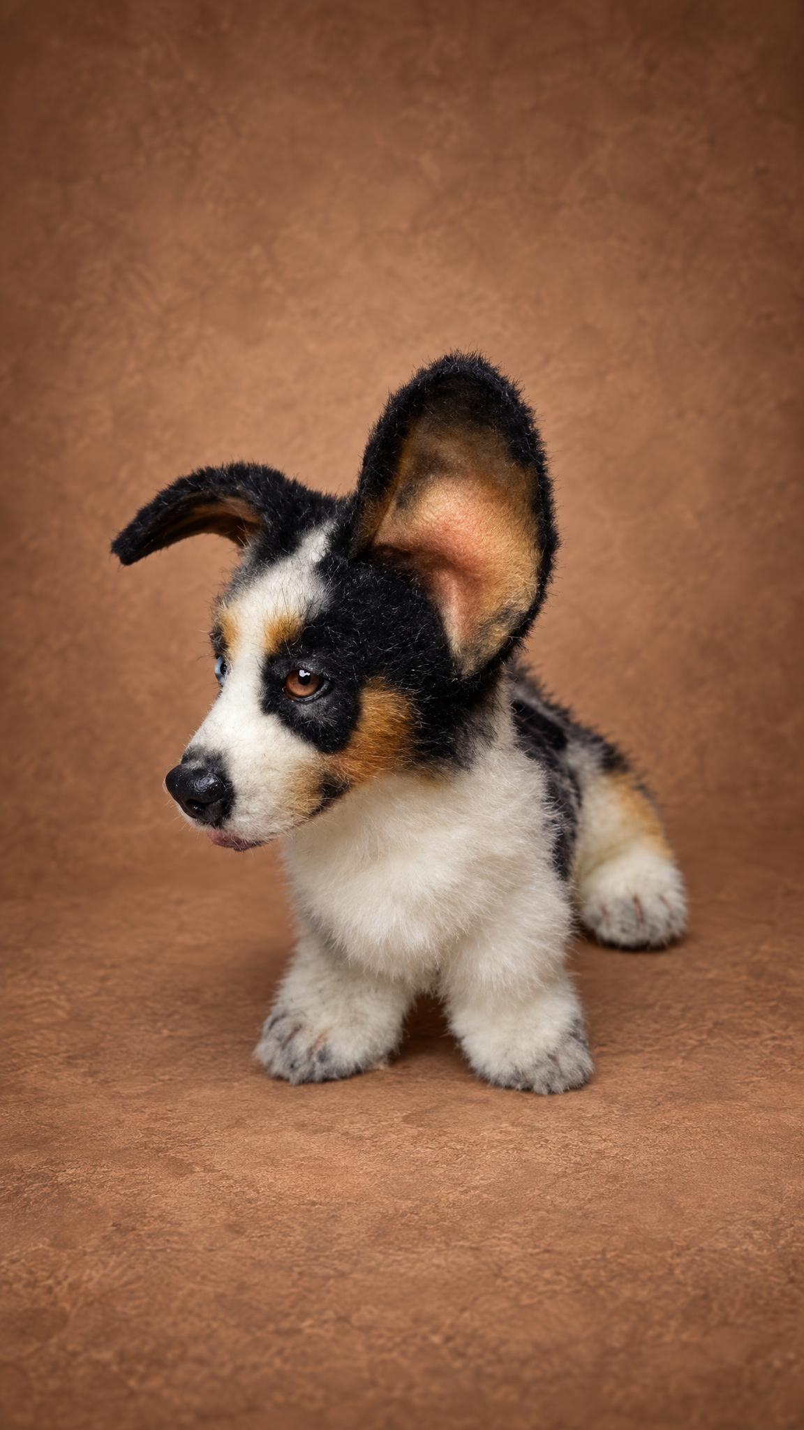 Handmade Welsh corgi plush with a folded ear and brown eye, a made-to-order copy of a real pet