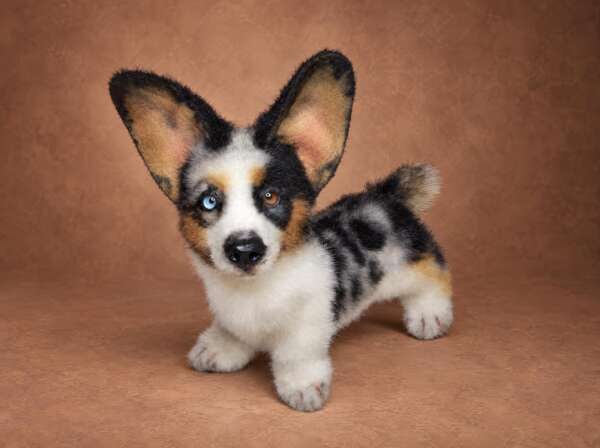 Realistic corgi stuffed animal with a marbled merle back and fluffy tail, custom made from pet photos