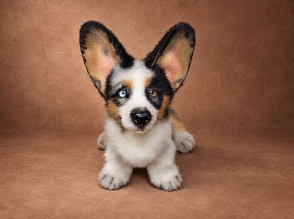 Custom blue merle corgi plush with one blue and one brown eye, sewn by hand to order from a dog's photos