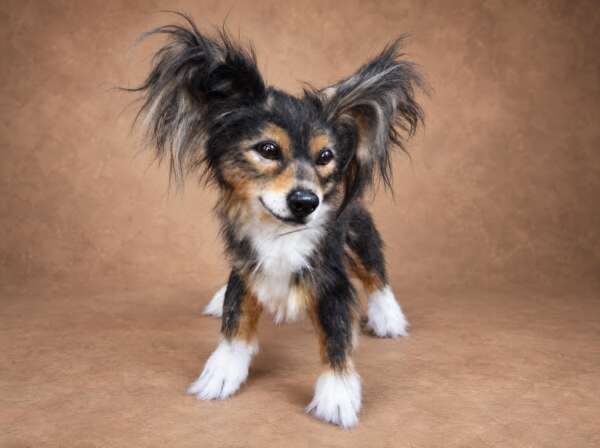 Custom dog plush with huge feathered ears and a white chest, a realistic replica sewn to order