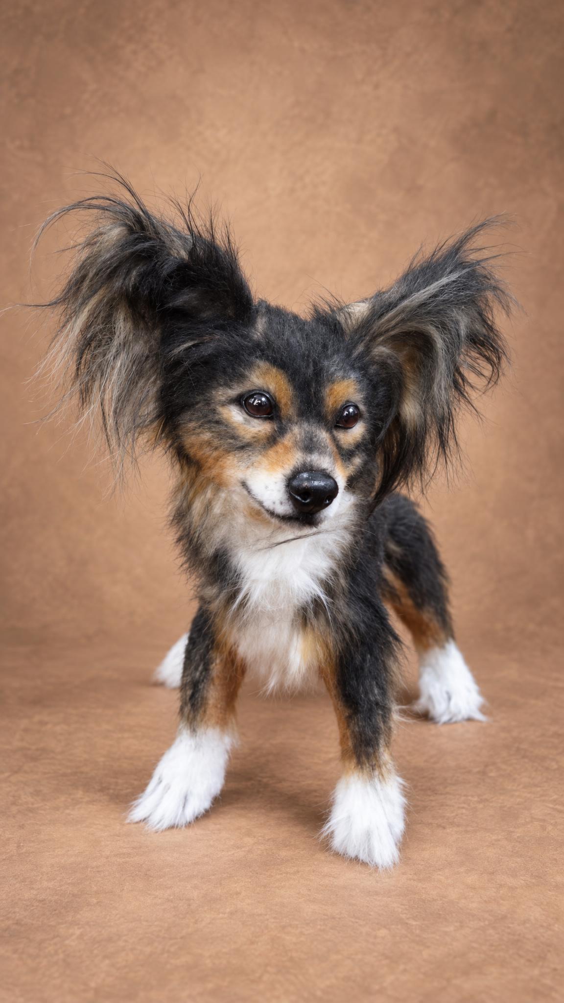 Realistic dog stuffed animal with long ear fringes and white socks, made to order from a pet photo