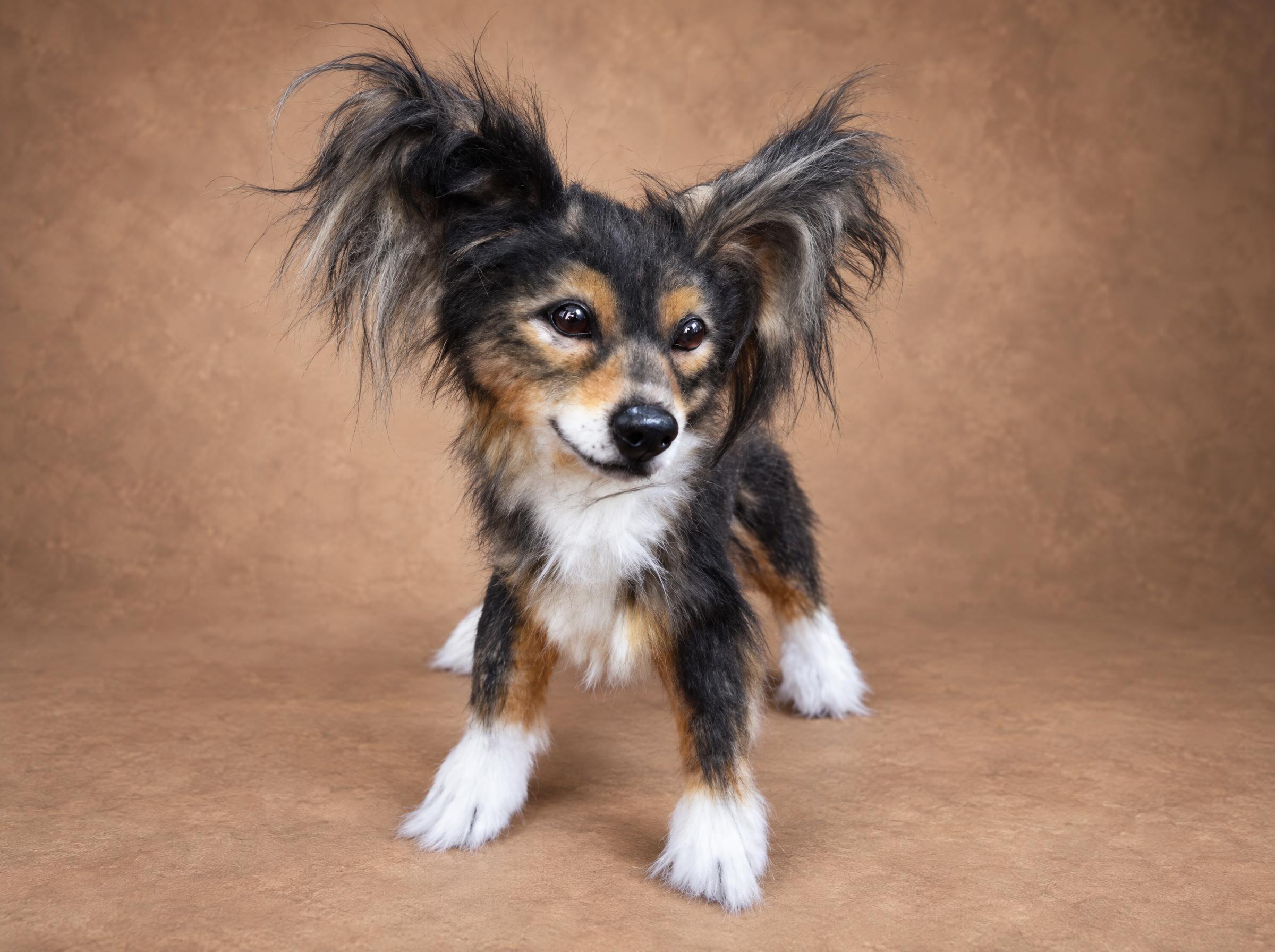 Custom dog plush with feathered ears Custom dog plush with huge feathered ears and a white chest, a realistic replica sewn to order
