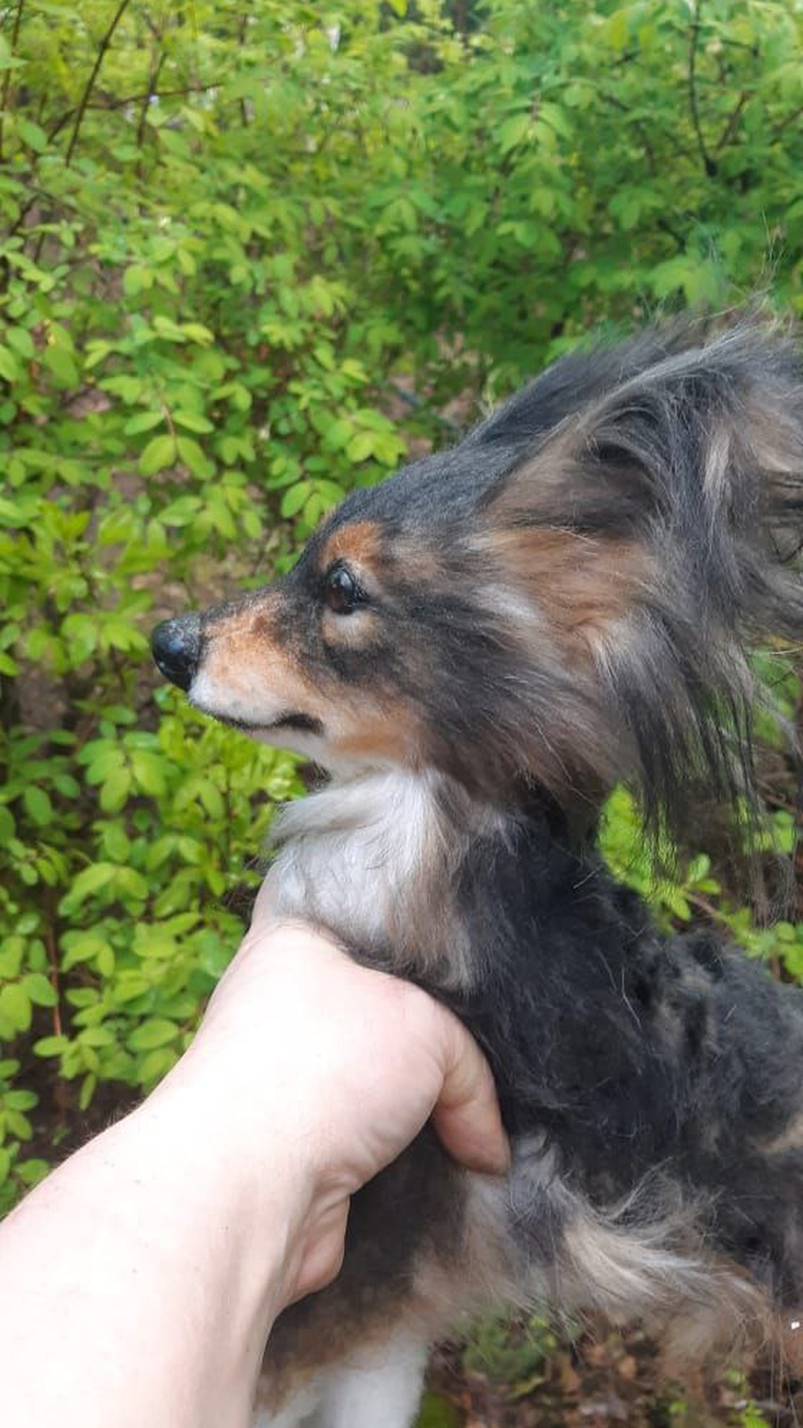 Custom dog plush in a hand outdoors, long feathered ears and black coat, made to order from a photo