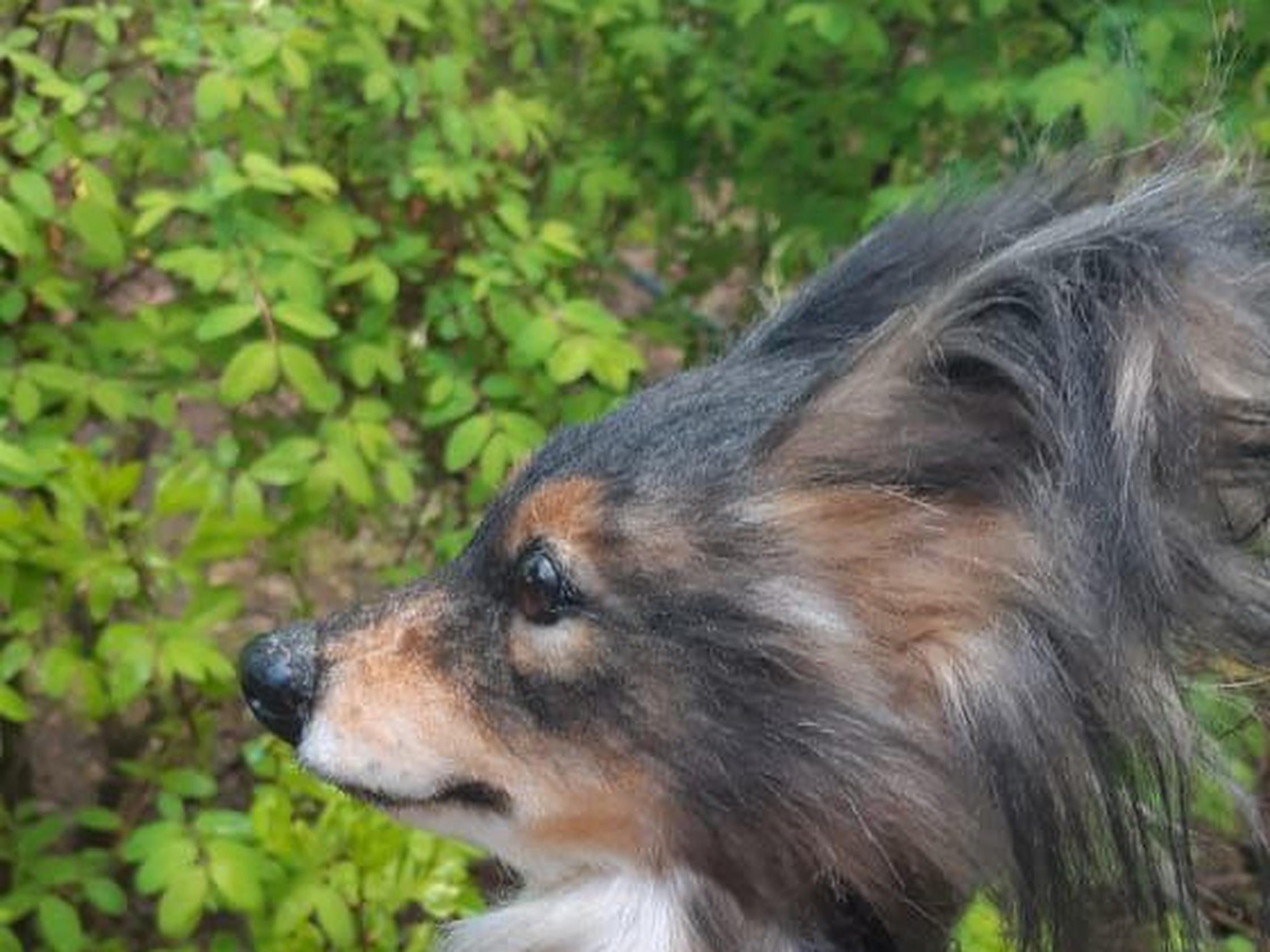 Custom dog plush, long ear feathering Custom dog plush with long ear feathering and a tan cheek, a realistic copy of a customer's dog