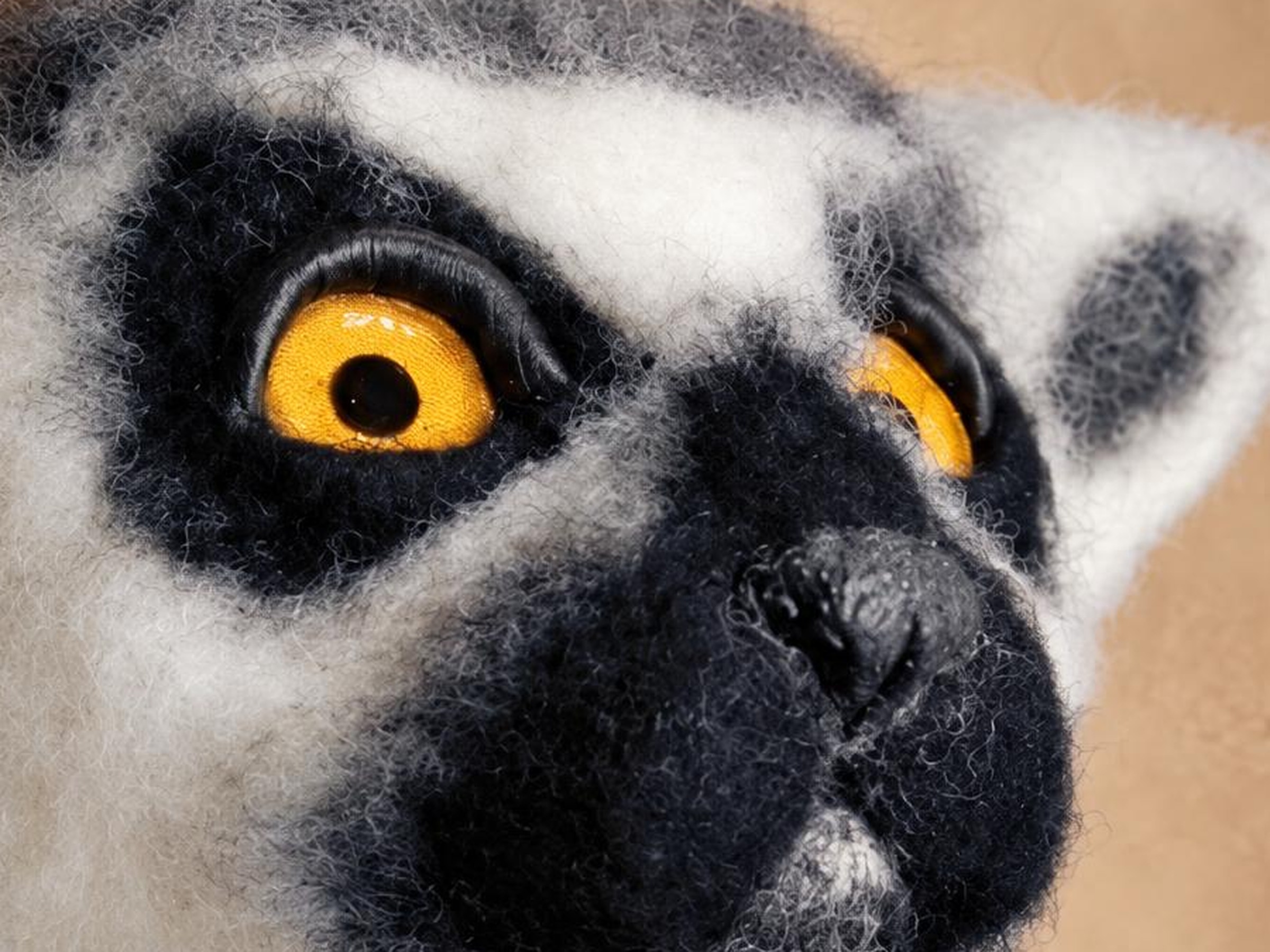 Custom lemur plush head with amber eyes Custom lemur plush head in needle-felted wool, handmade faux taxidermy with amber eyes and a black muzzle
