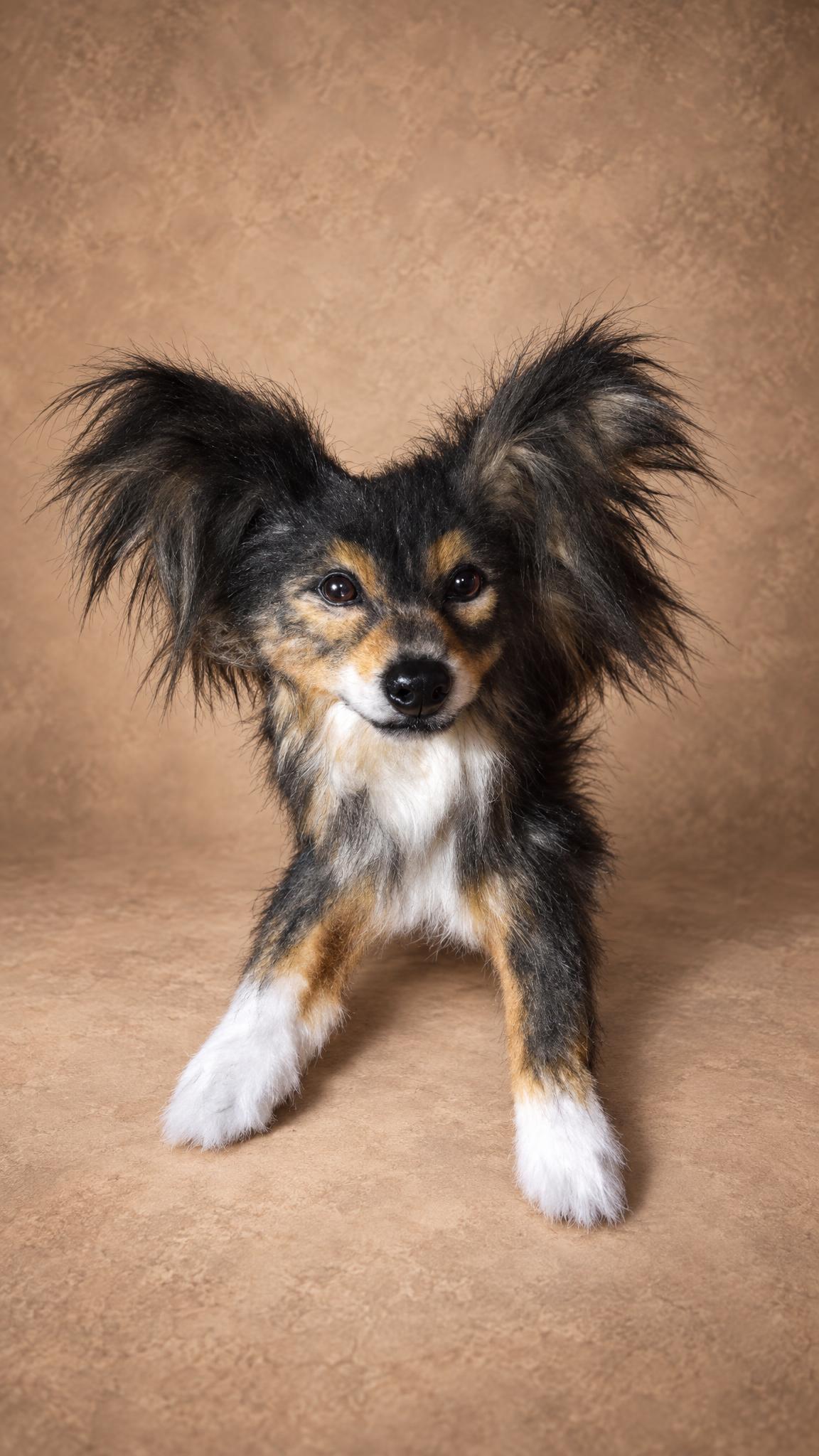 Realistic dog plush lying down with feathered ears, handmade to order from the owner's pet photo