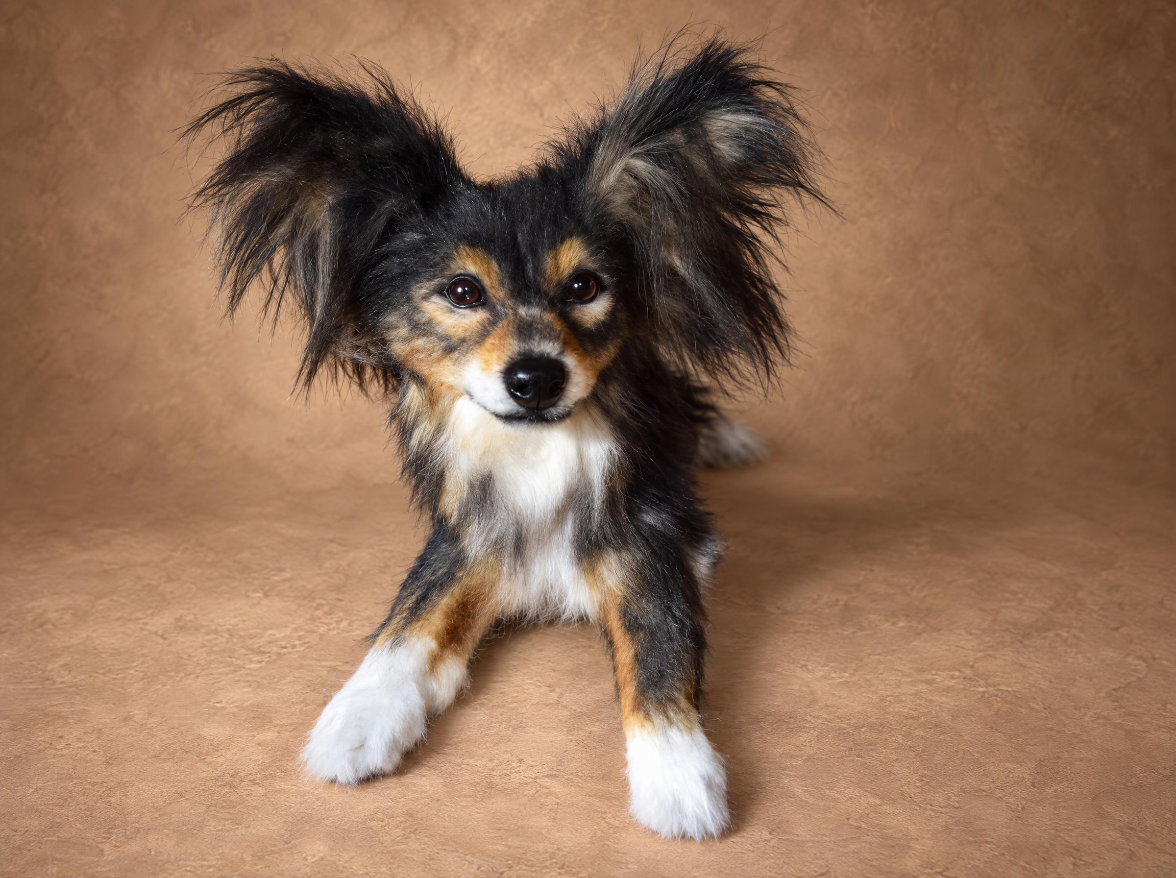 Custom stuffed dog lying down Custom stuffed dog lying down with white front paws and tan eyebrows, a realistic pet replica made to order