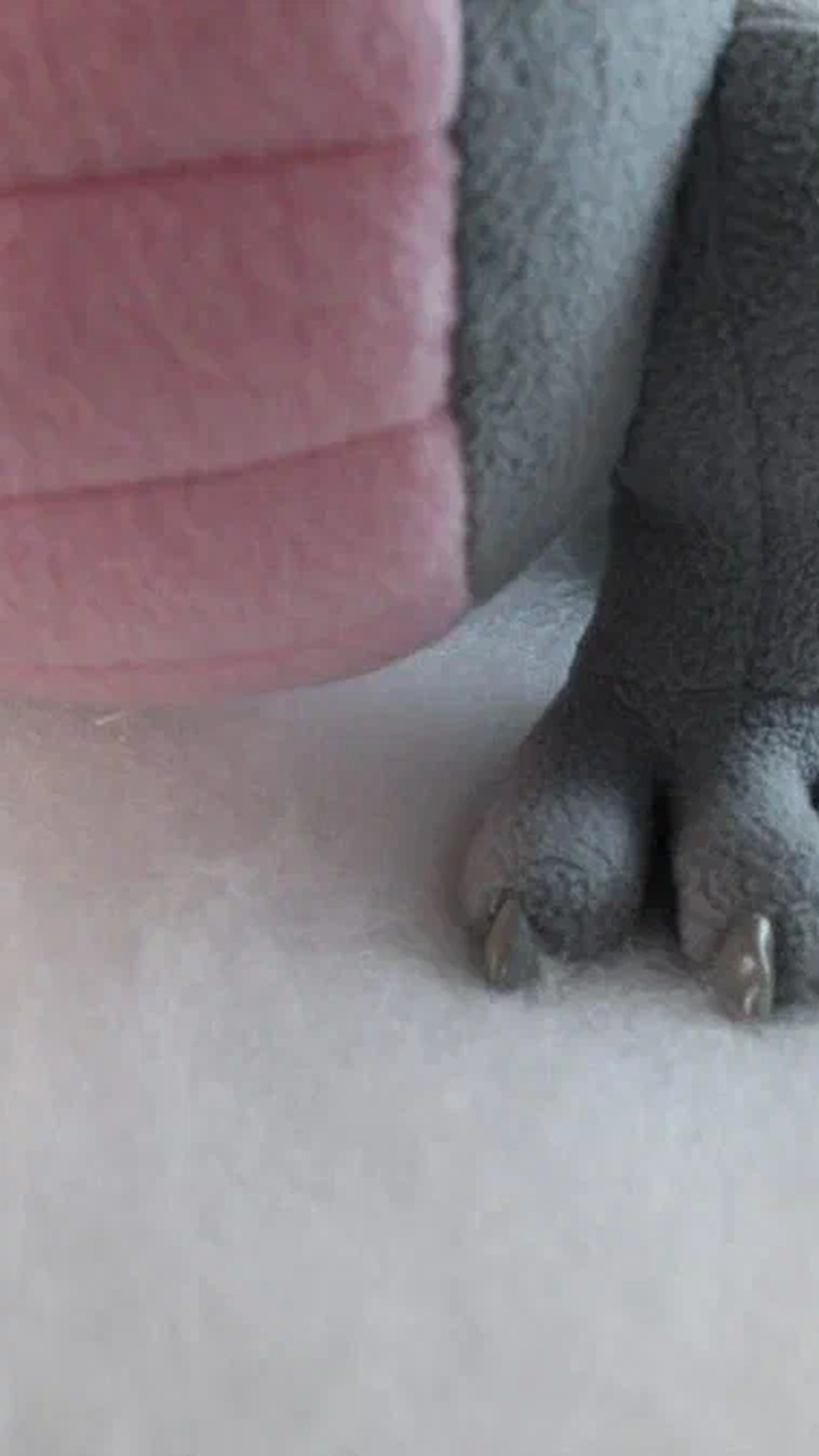 Gray dragon plush paw with small claws under a pink ribbed belly, a handmade dragon mascot made to order
