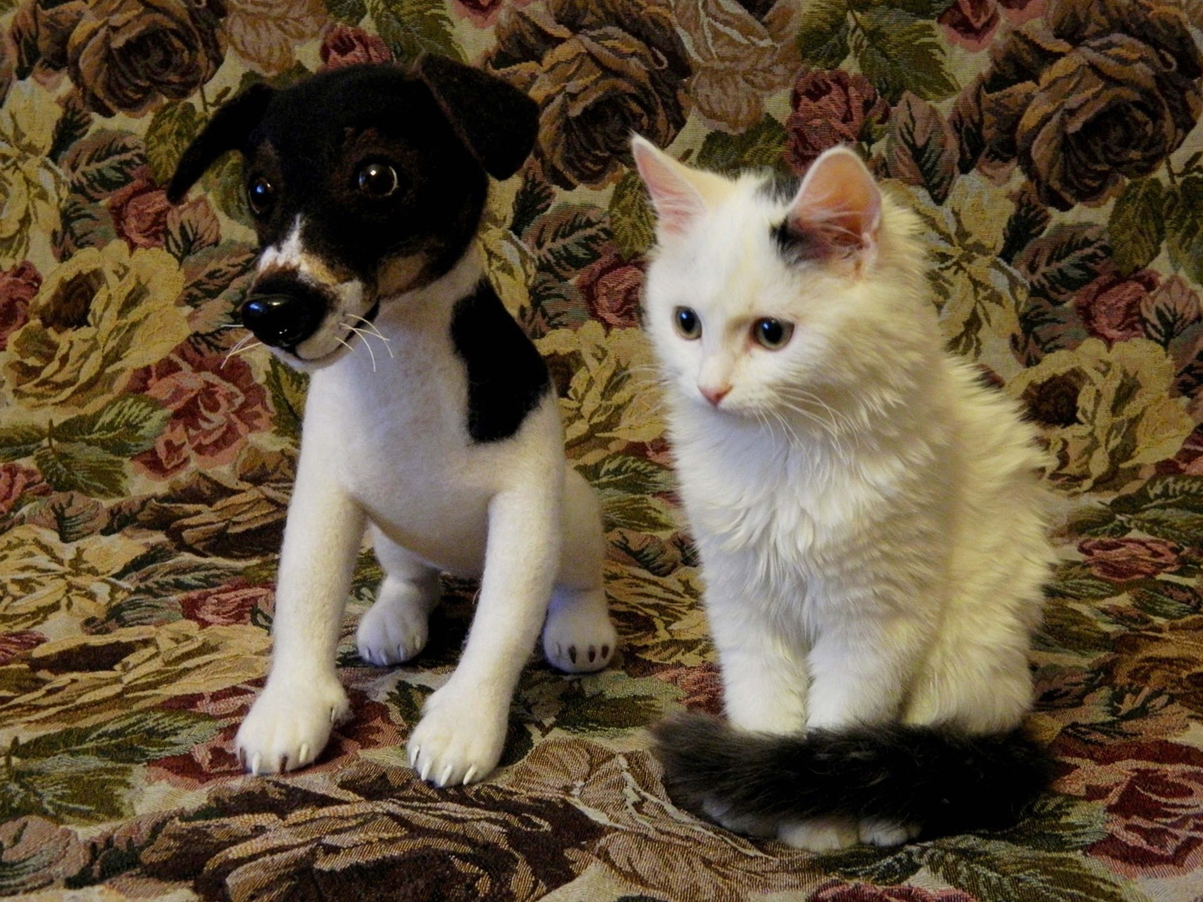 Jack Russell plush next to a real kitten Handmade Jack Russell plush sitting next to Murka, a real white kitten, a custom dog toy made from photos