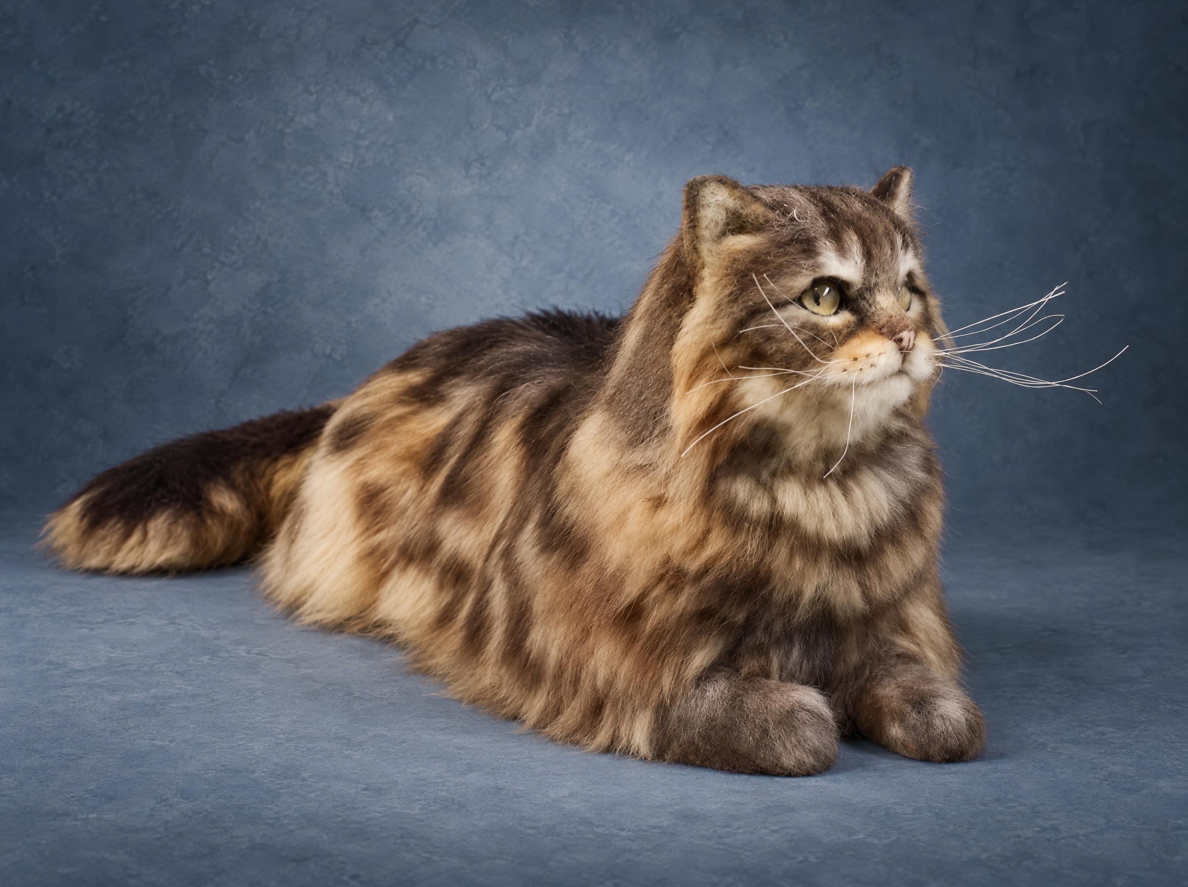 Long-haired tabby cat plush, face and amber eyes Long-haired cat plush face: amber eyes, the tabby M on the forehead and long white whiskers, made to order