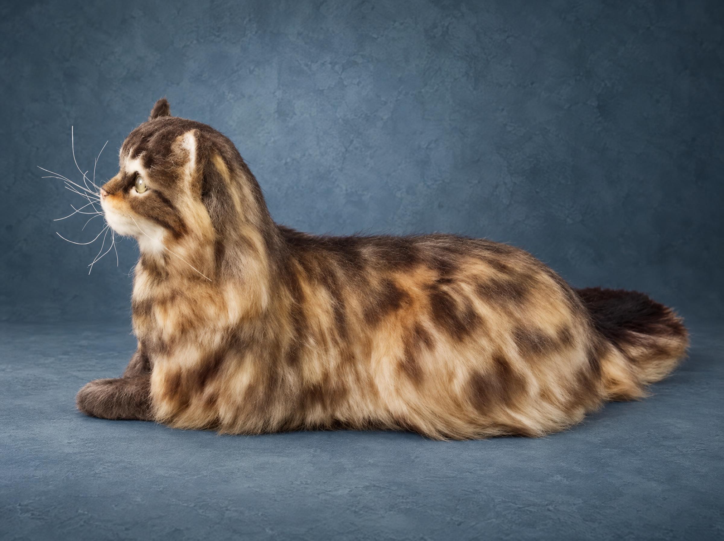 Long-haired tabby cat plush in profile Long-haired tabby cat plush in profile, long white whiskers and a striped coat, a lifelike cat made to order
