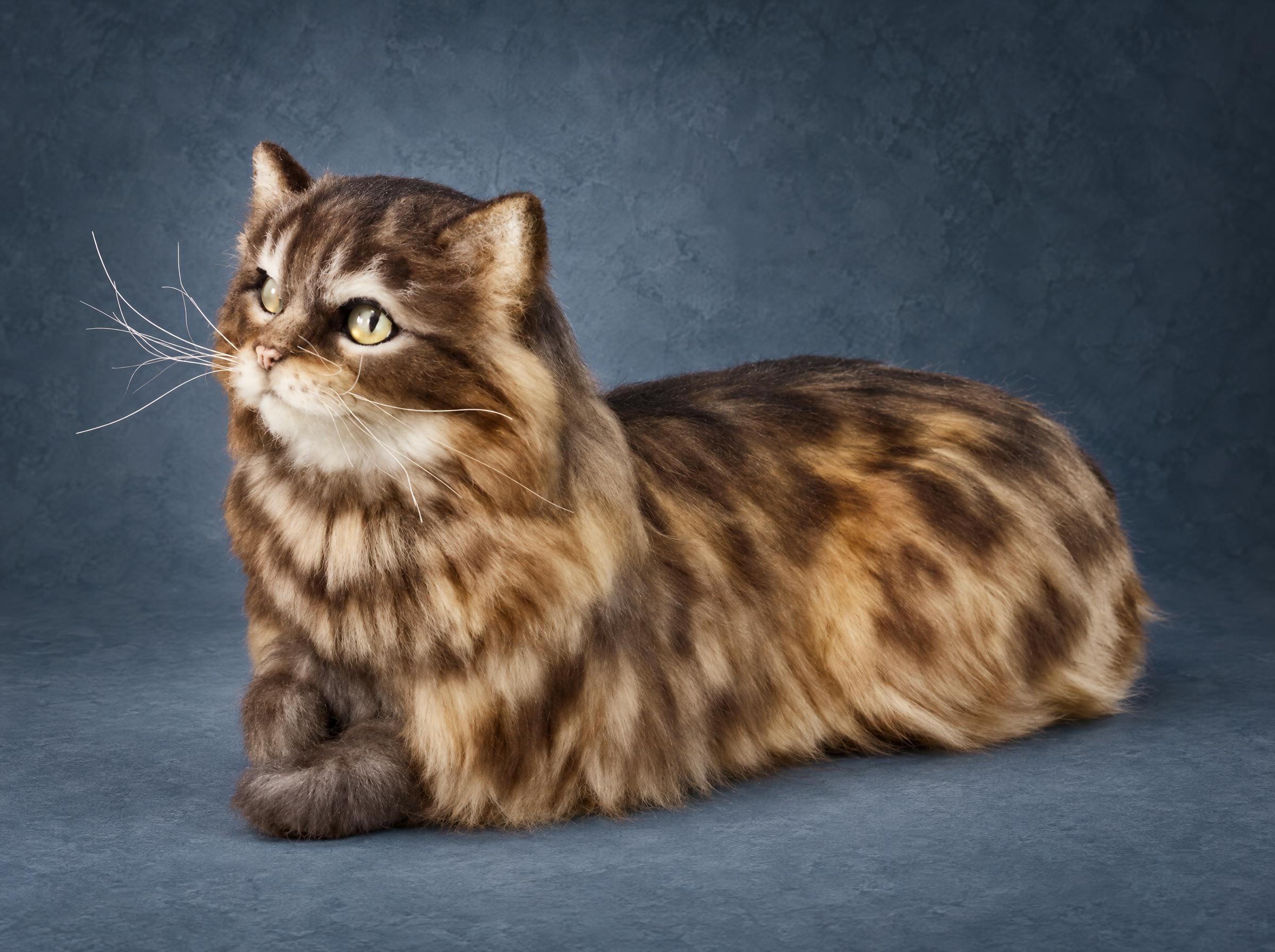 Long-haired tabby cat plush, striped coat and tail Long-haired cat plush lying down, a striped brown and cream coat running into a thick tail, made to order