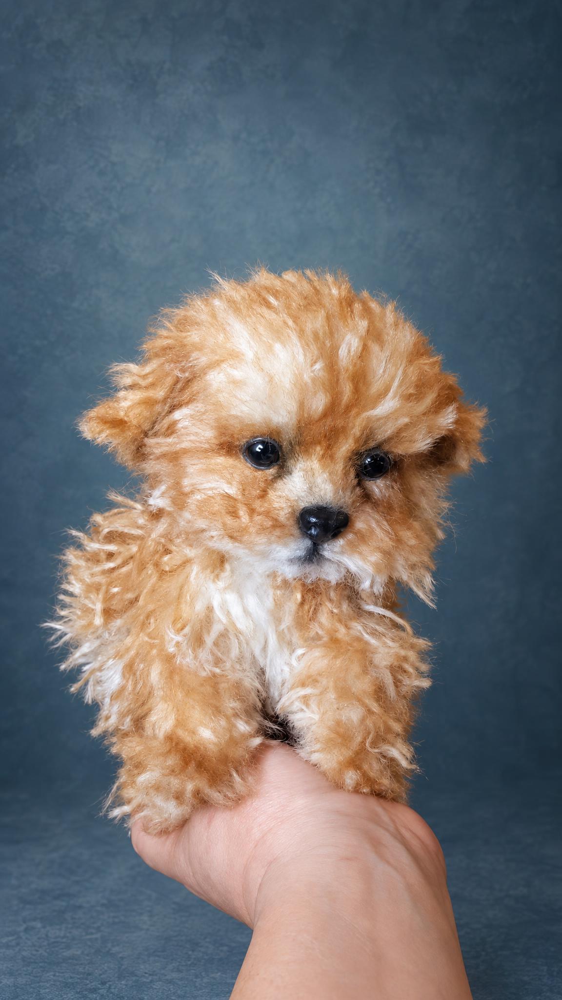 Custom maltipoo puppy stuffed animal in a hand, curly coat copied from a real dog, made to order