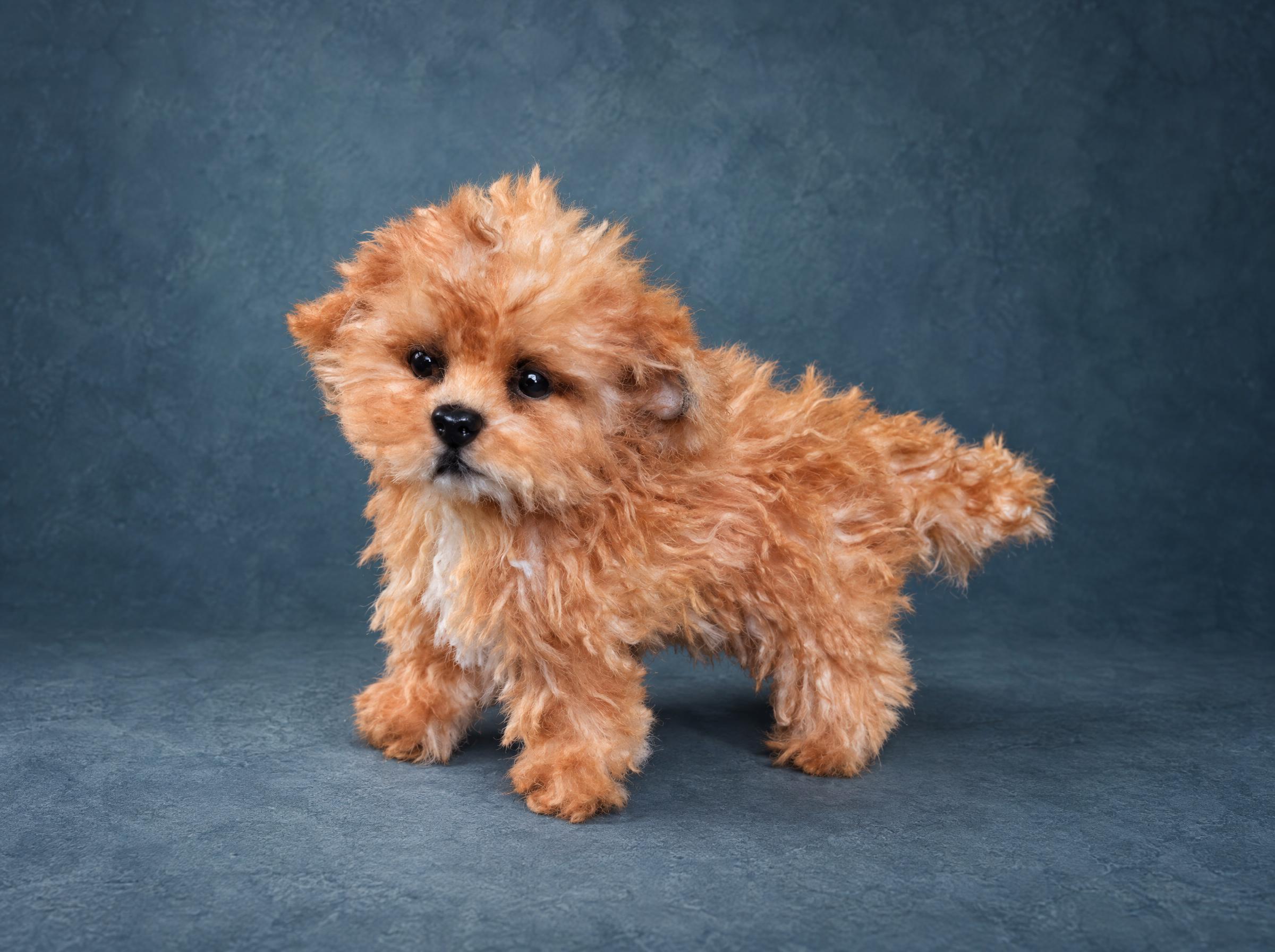 Maltipoo stuffed animal in curly apricot faux fur, made to order from photos of a real puppy