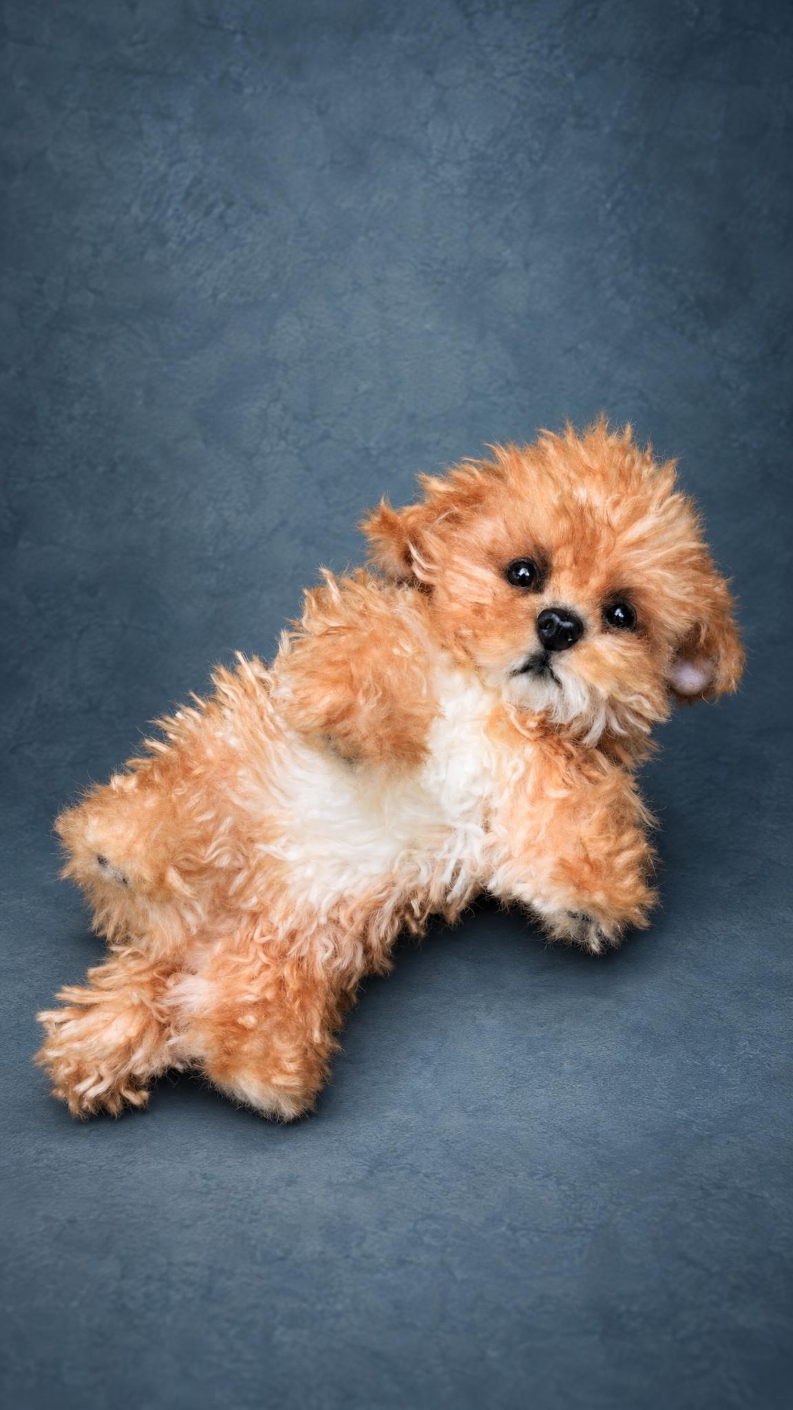 Maltipoo stuffed animal posed on its back, curly faux fur puppy sewn to order from a real dog's photos