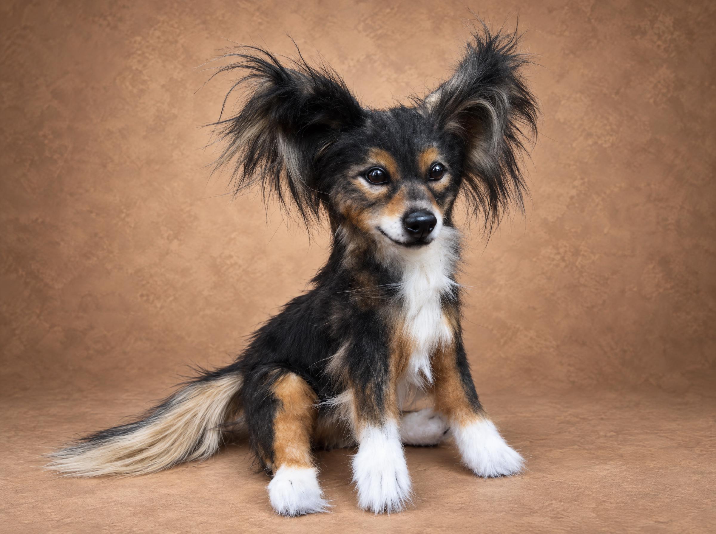 Poseable realistic dog plush sitting Poseable realistic dog plush sitting with its tail swept to one side, black and tan faux fur, made to order