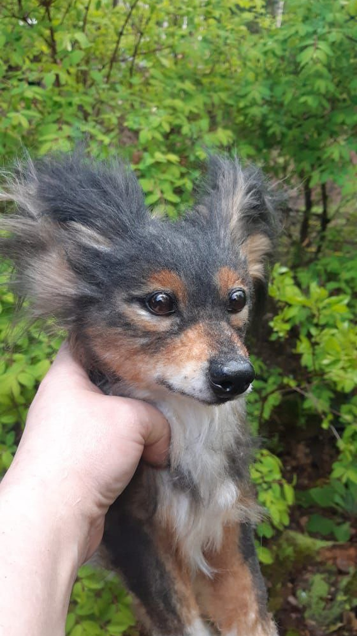 Custom realistic dog plush held in a hand outdoors, black and tan face, sewn to order from a photo