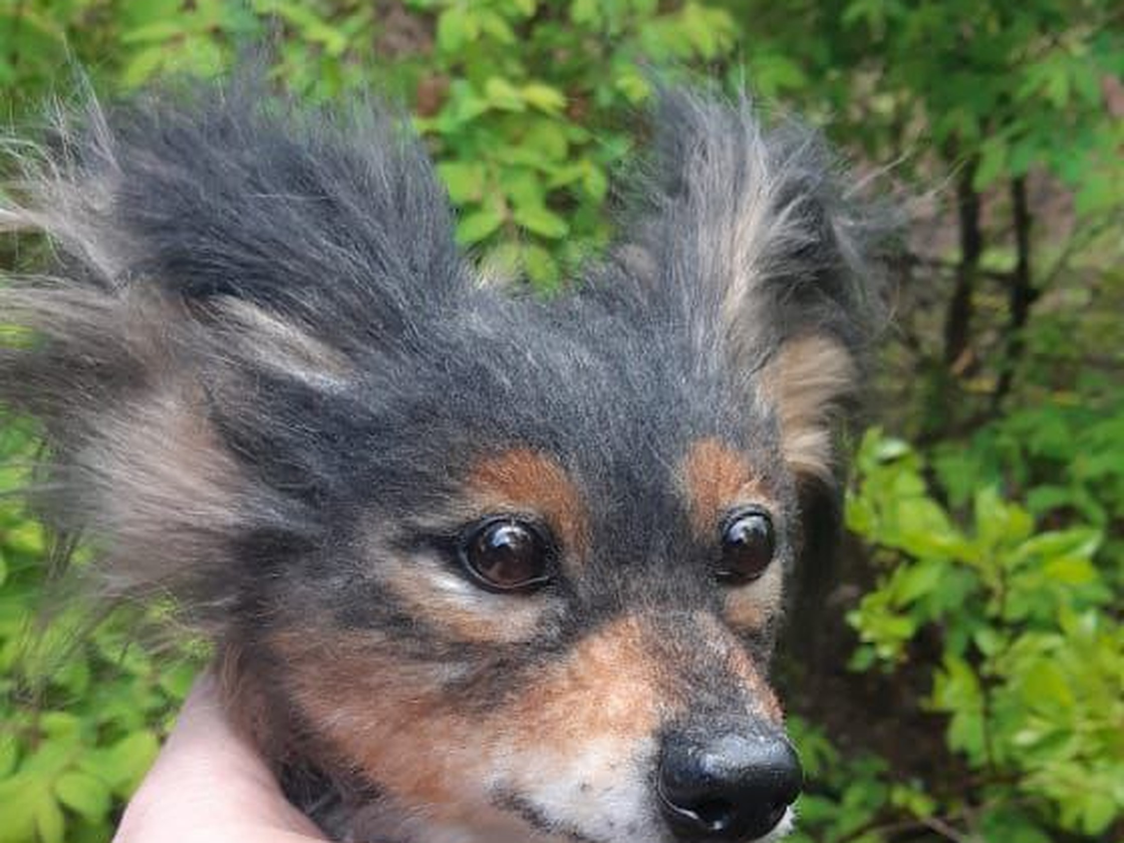Realistic dog plush face Realistic dog plush face with tan eyebrows and glossy dark eyes, held outdoors, a custom pet replica