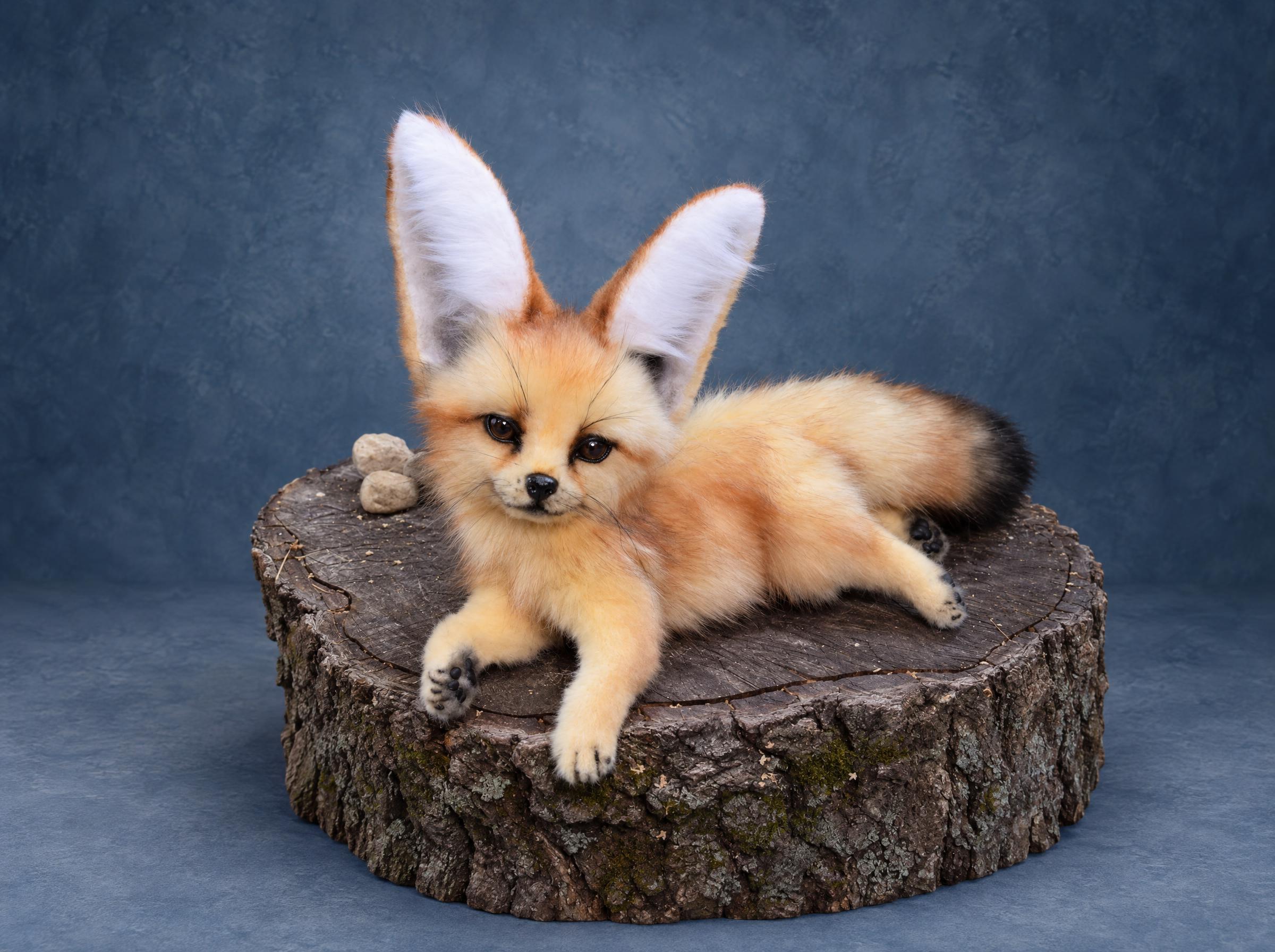 Realistic fennec fox plush made to order: huge white-lined ears, ginger faux fur, glass eyes, lying on a stump