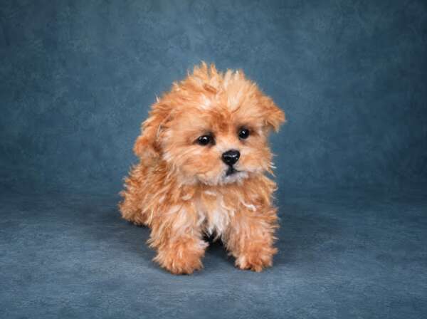 Realistic maltipoo plush sitting up, curly apricot coat and round dark eyes, custom made for one family