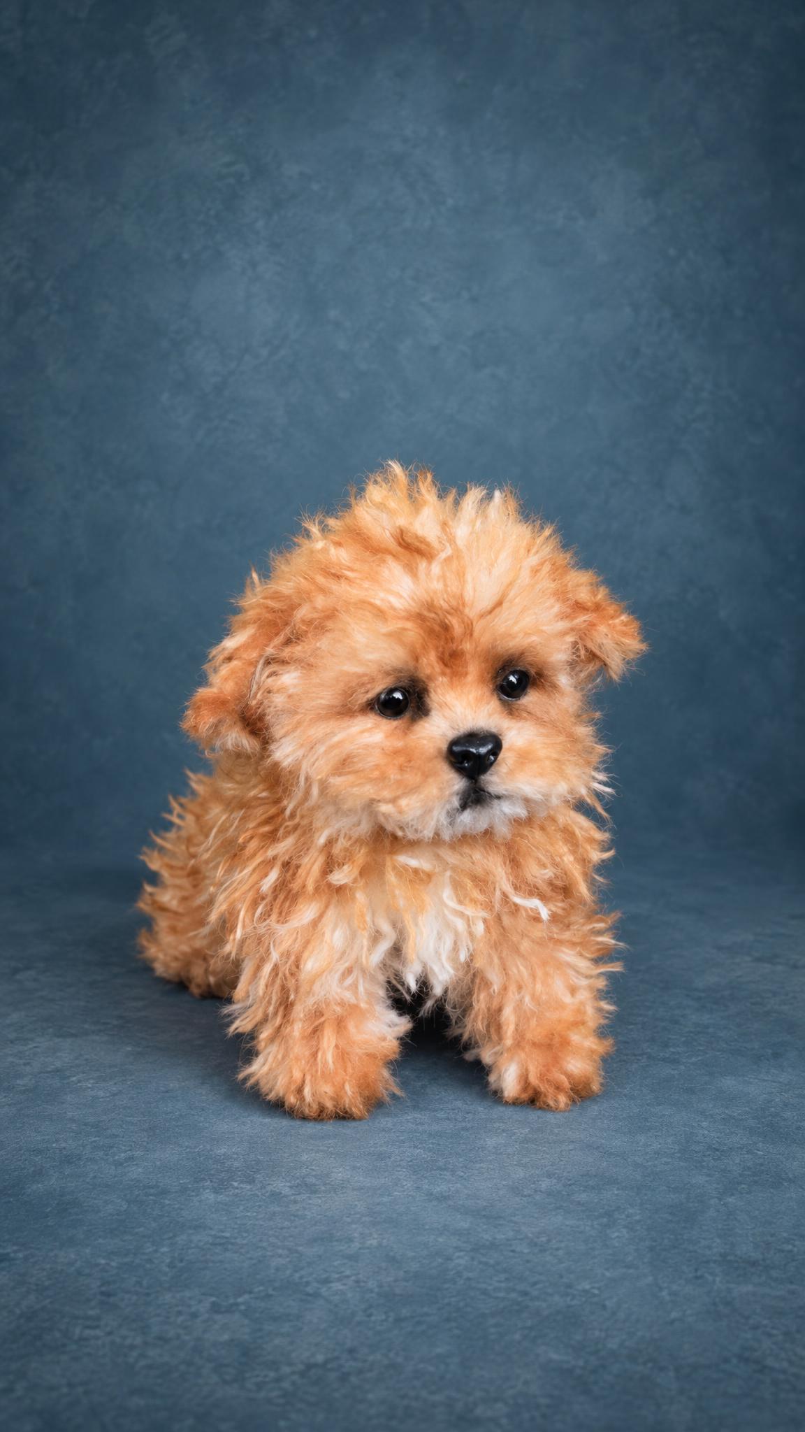 Poseable maltipoo stuffed animal sitting, handmade copy of a real apricot puppy from photos