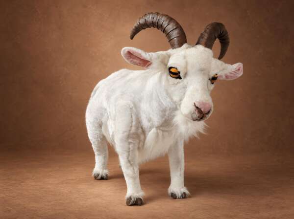 Realistic mountain goat plush, handmade to order: white faux fur, curved brown horns, amber eyes, pink nose