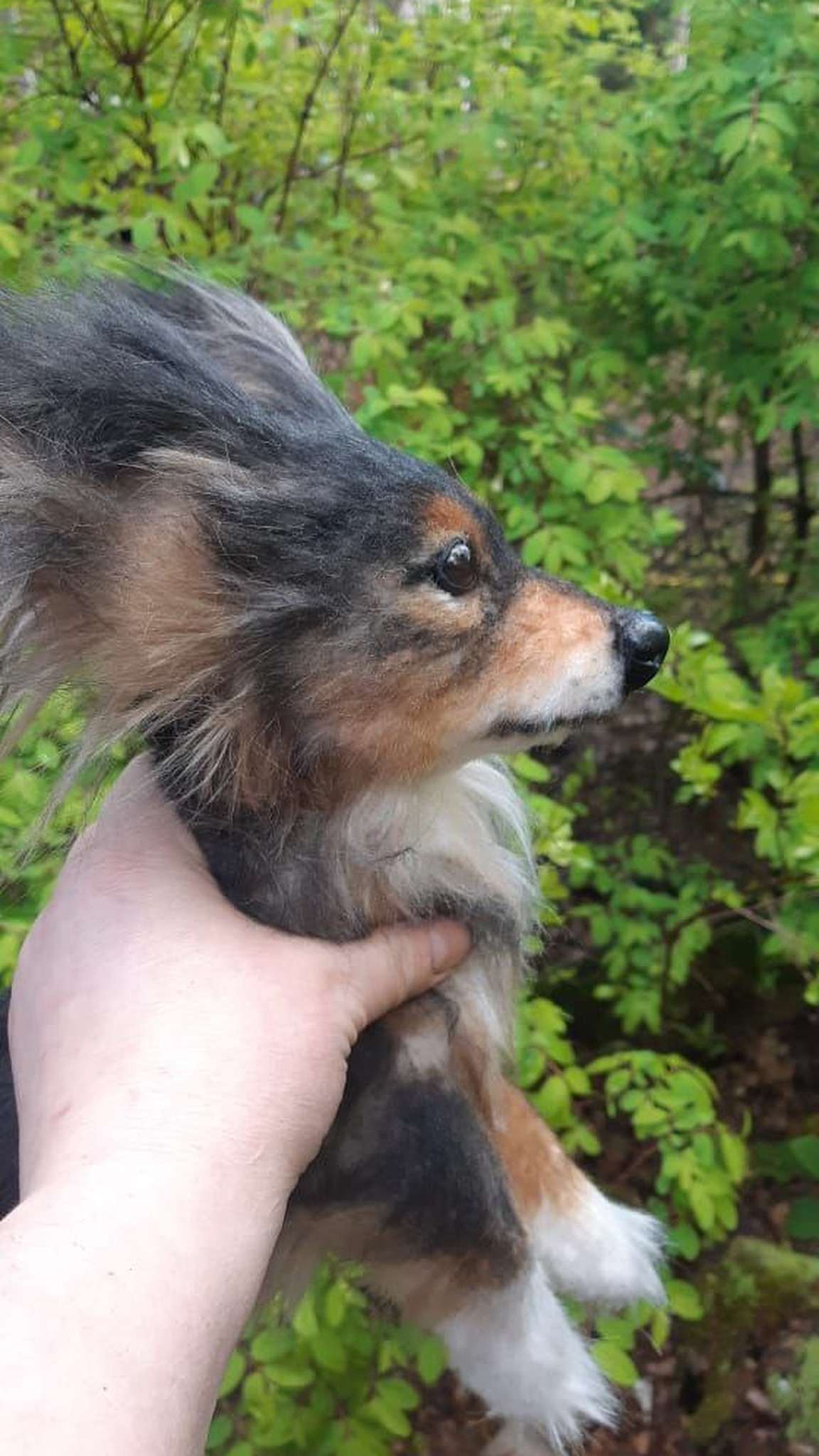 Realistic stuffed dog held in a hand, tan muzzle and white paws, a made-to-order pet replica