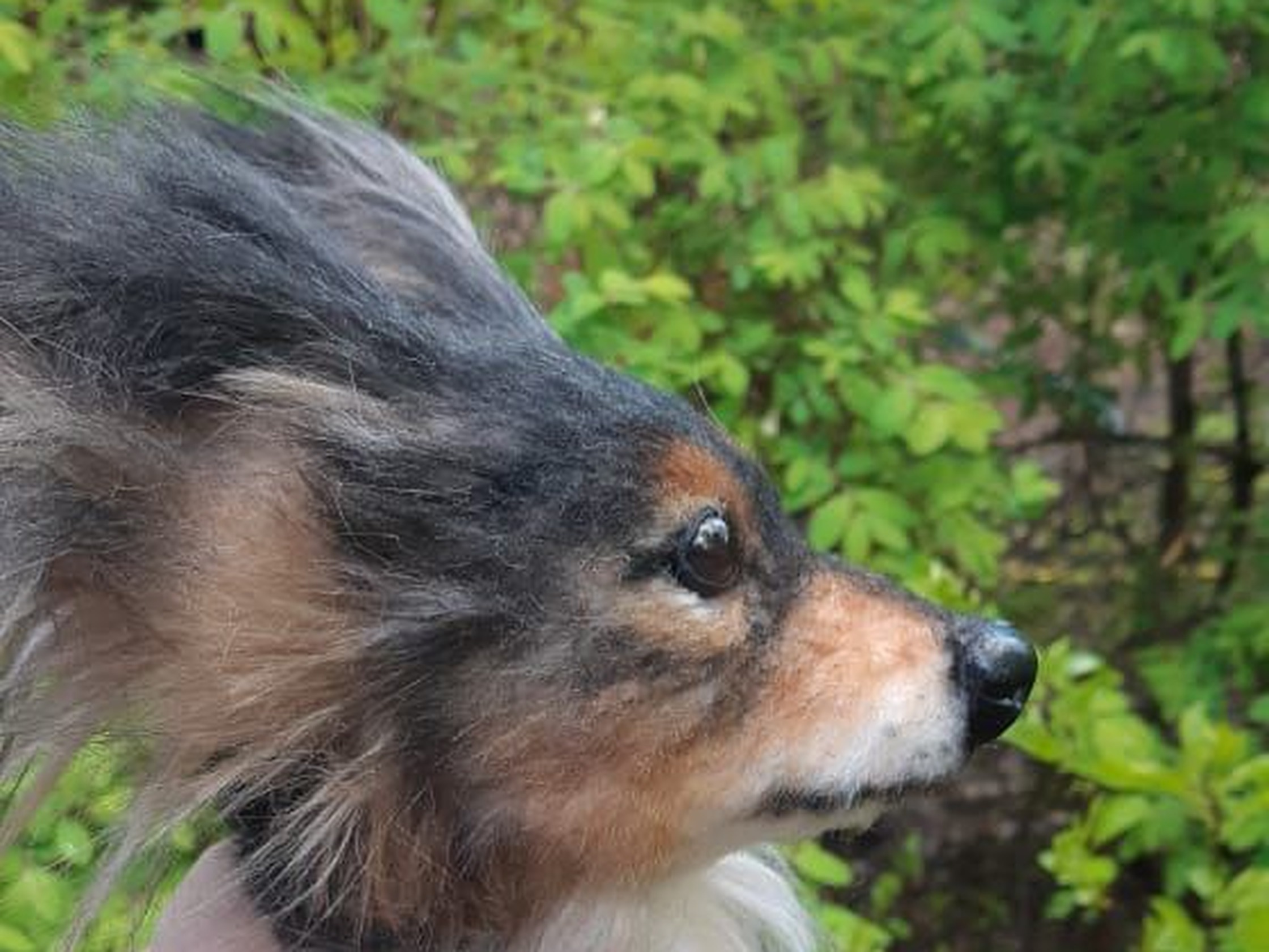 Realistic stuffed dog in profile Realistic stuffed dog in profile with a tan muzzle and long ear fur, handmade to order from a pet photo