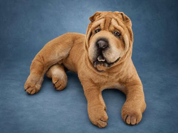 Realistic Shar Pei plush sewn to order from photos, fawn coat with deep wrinkles, lying down
