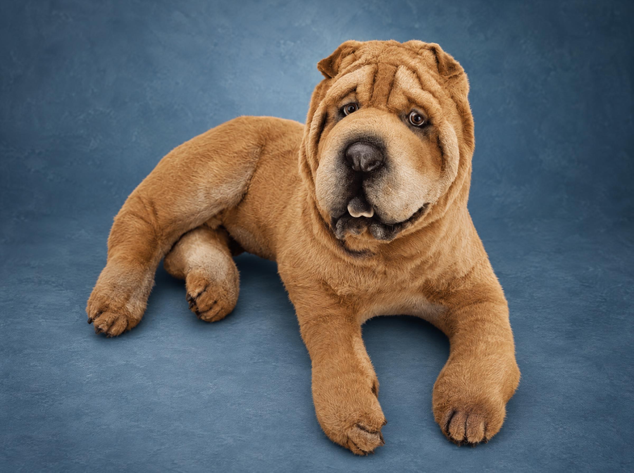 Realistic Shar Pei plush sewn to order from photos, fawn coat with deep wrinkles, lying down