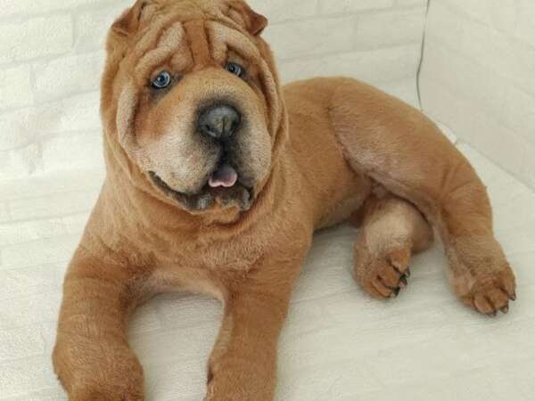 Custom Shar Pei stuffed animal with grey-blue eyes and a wrinkled fawn face, sewn to order from pet photos