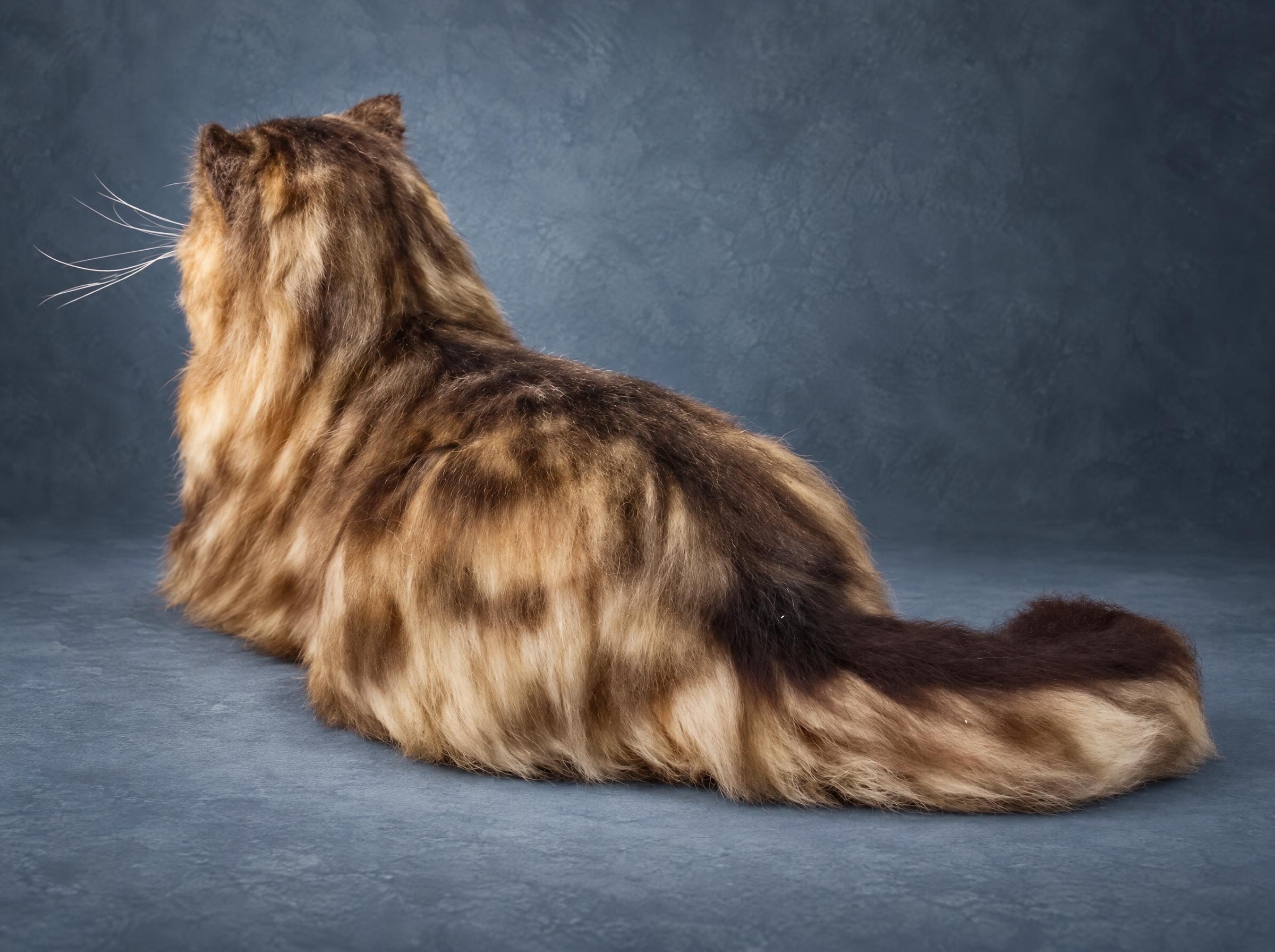 Tabby cat stuffed animal, bushy tail from behind Long-haired tabby cat stuffed animal with a bushy striped tail curling to one side, handmade to order