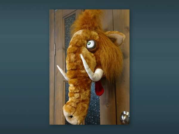 Custom woolly mammoth head wall mount in plush, handmade to order, hanging on a wooden door, googly eye