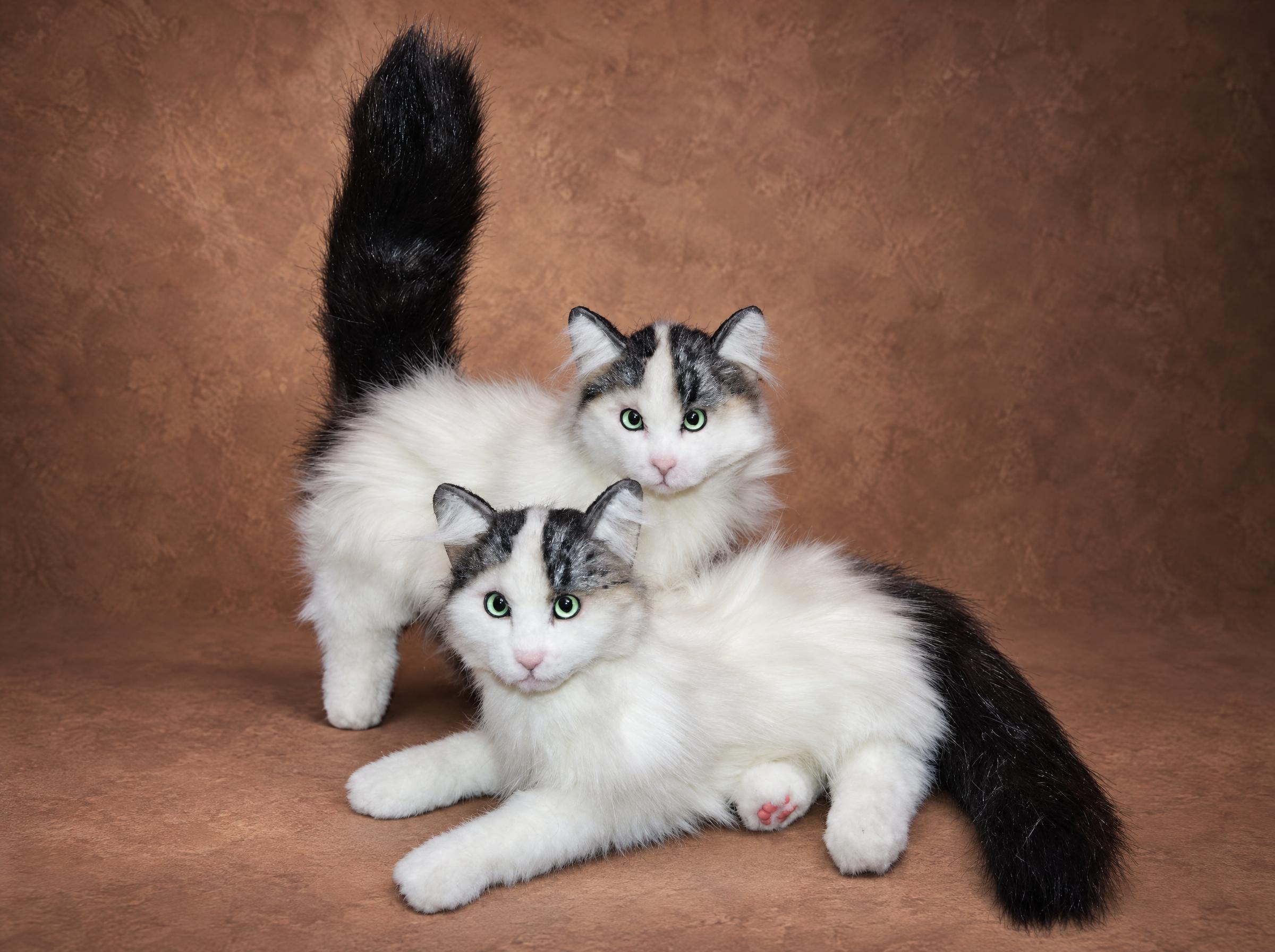 Black and white cat plush pair, white faux fur, grey caps and black tails, made to order from pet photos