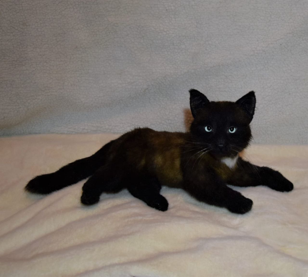 Black cat plush replica lying down Black cat plush replica lying on a white blanket, brown faux fur sides and long tail, sewn to order