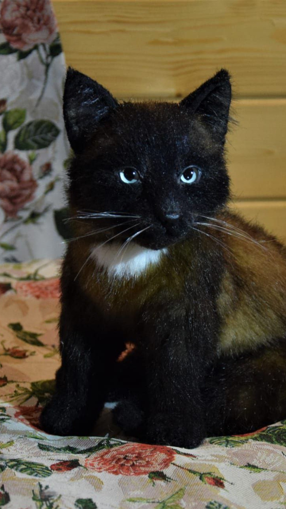Black kitten plush with pale blue eyes, white chest spot and brown faux fur shading, made to order