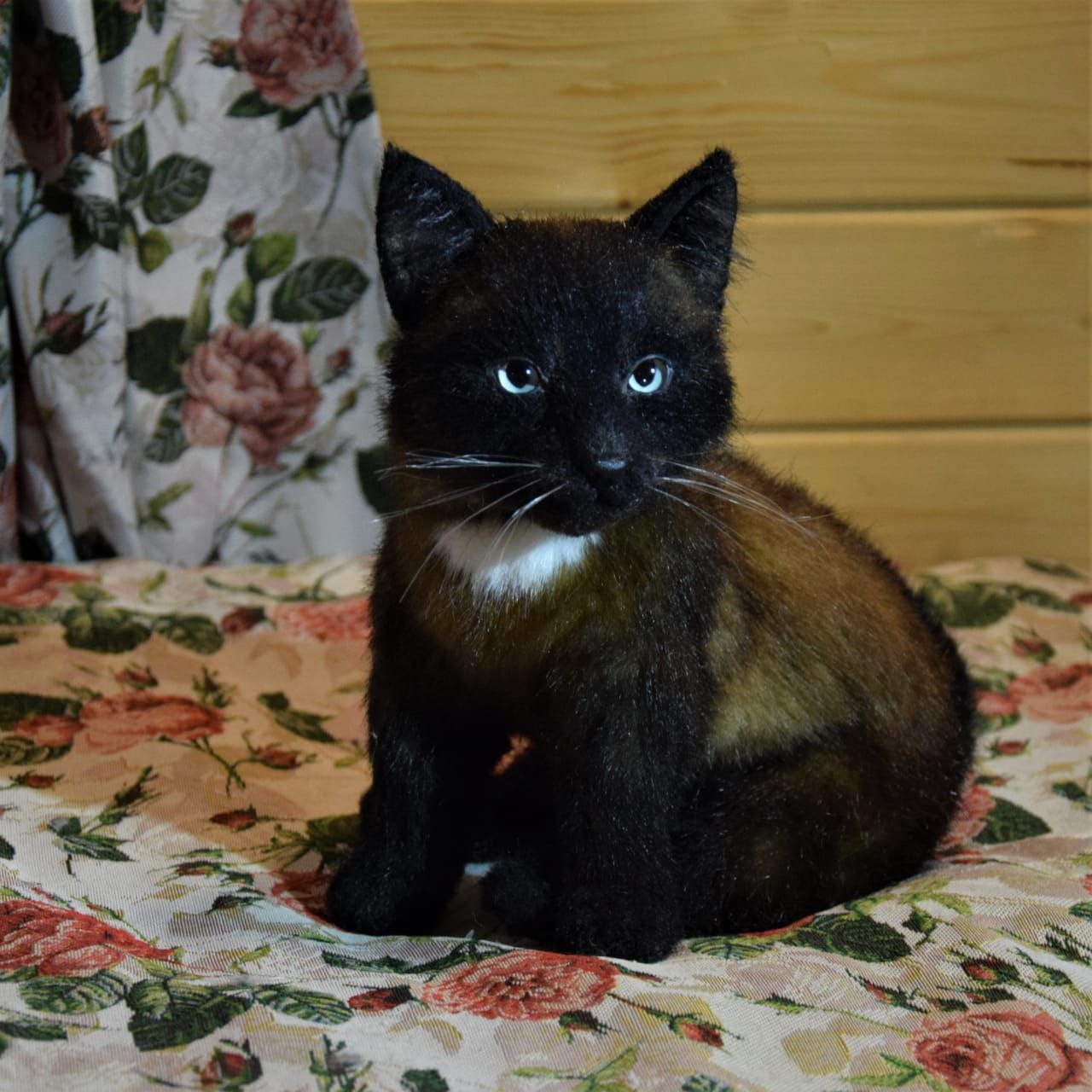 Black kitten plush with white chest spot Black kitten plush with pale blue eyes, white chest spot and brown faux fur shading, made to order