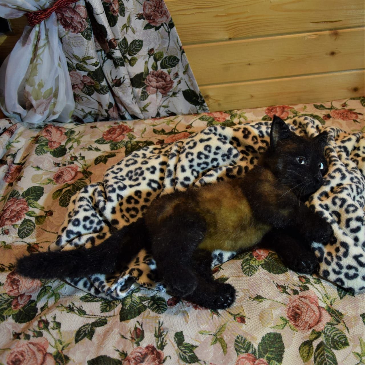 Black kitten plush on a leopard blanket Black kitten plush lying on a leopard print blanket, long black tail and brown flanks, made to order