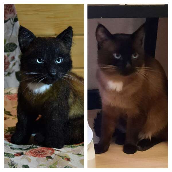 Black kitten plush beside a photo of the real cat it copies, same white chest spot and dark face
