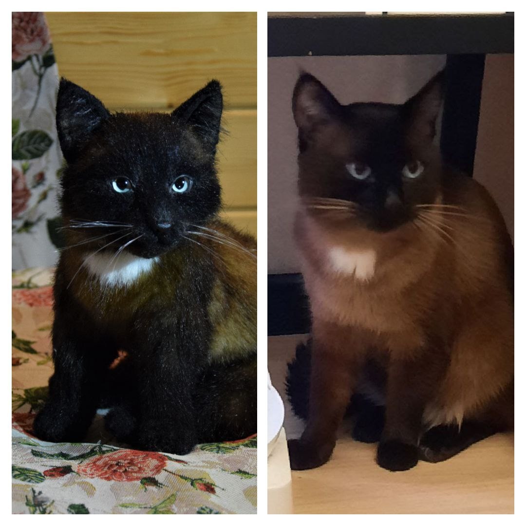 Black kitten plush and the real cat Black kitten plush beside a photo of the real cat it copies, same white chest spot and dark face