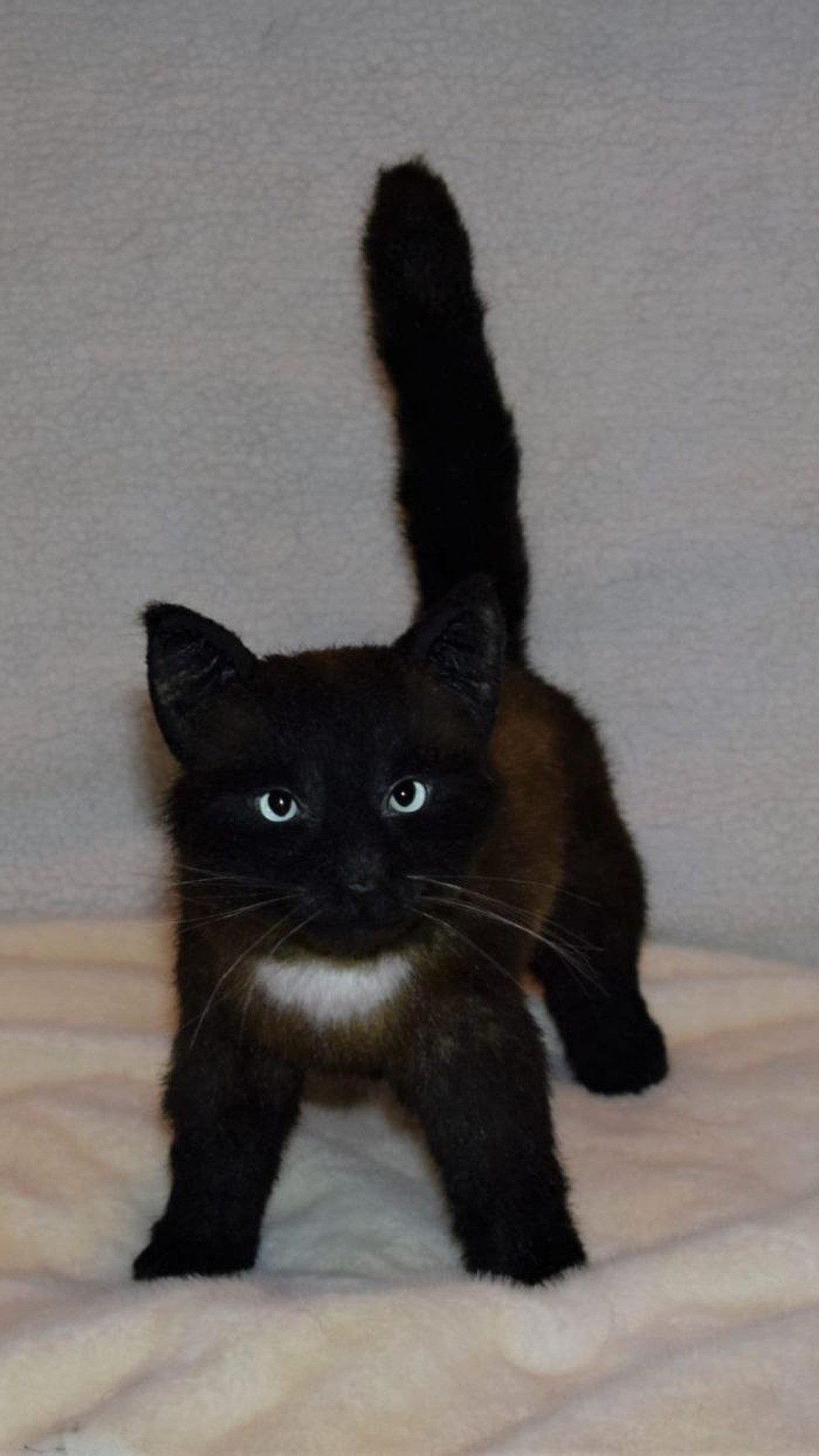 Black kitten plush standing with its tail straight up and a white chest spot, handmade to order