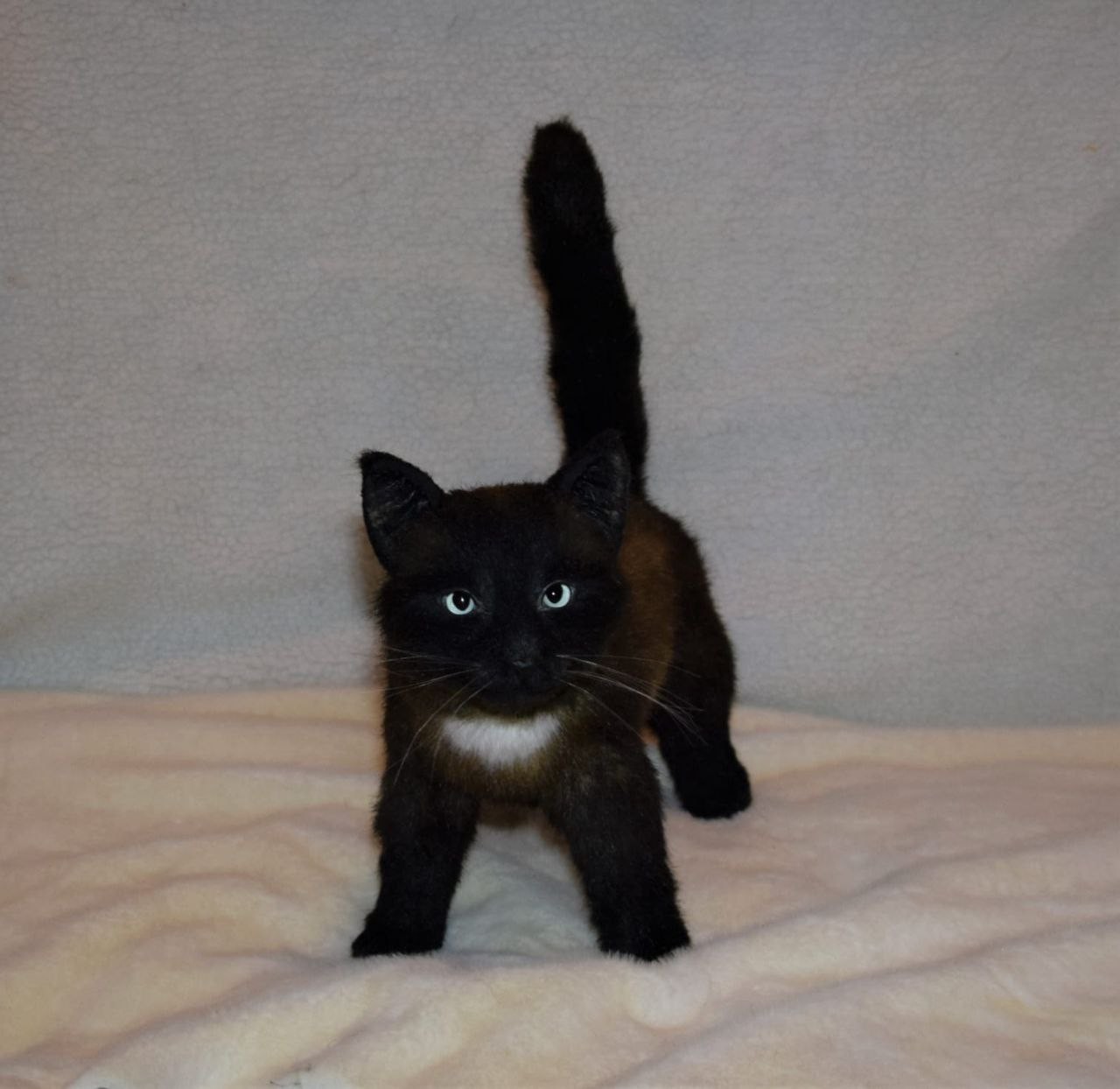 Black kitten plush standing with tail up Black kitten plush standing with its tail straight up and a white chest spot, handmade to order