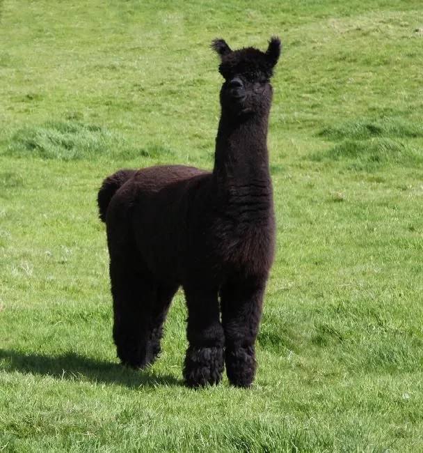 Reference photo of the real black llama Reference photo of a real black llama in a meadow, used to sew this custom llama plush to order