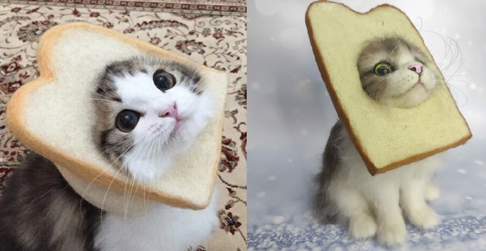 Cat in bread meme photo and the plush Cat in bread meme photo next to our handmade cat bread plush, the picture this custom meme toy was made from