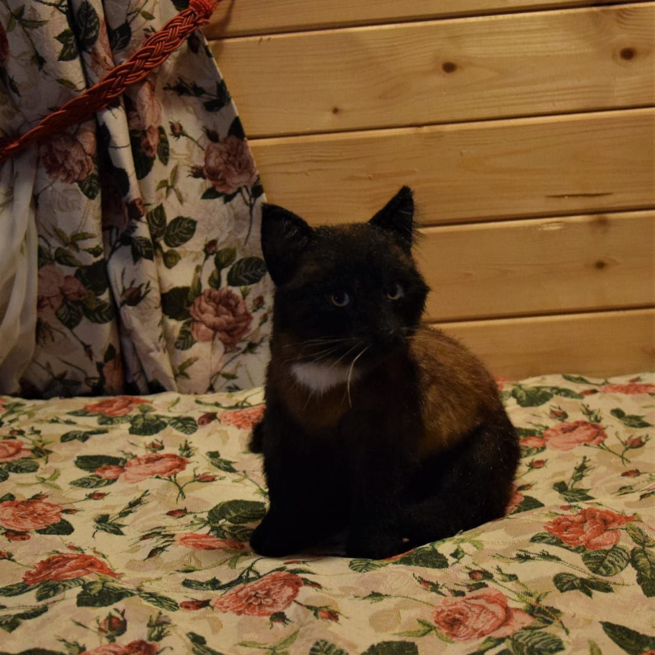 Custom black cat plush from photos Custom black cat plush sitting by a wooden wall, brown shading on the shoulder, sewn by hand to order