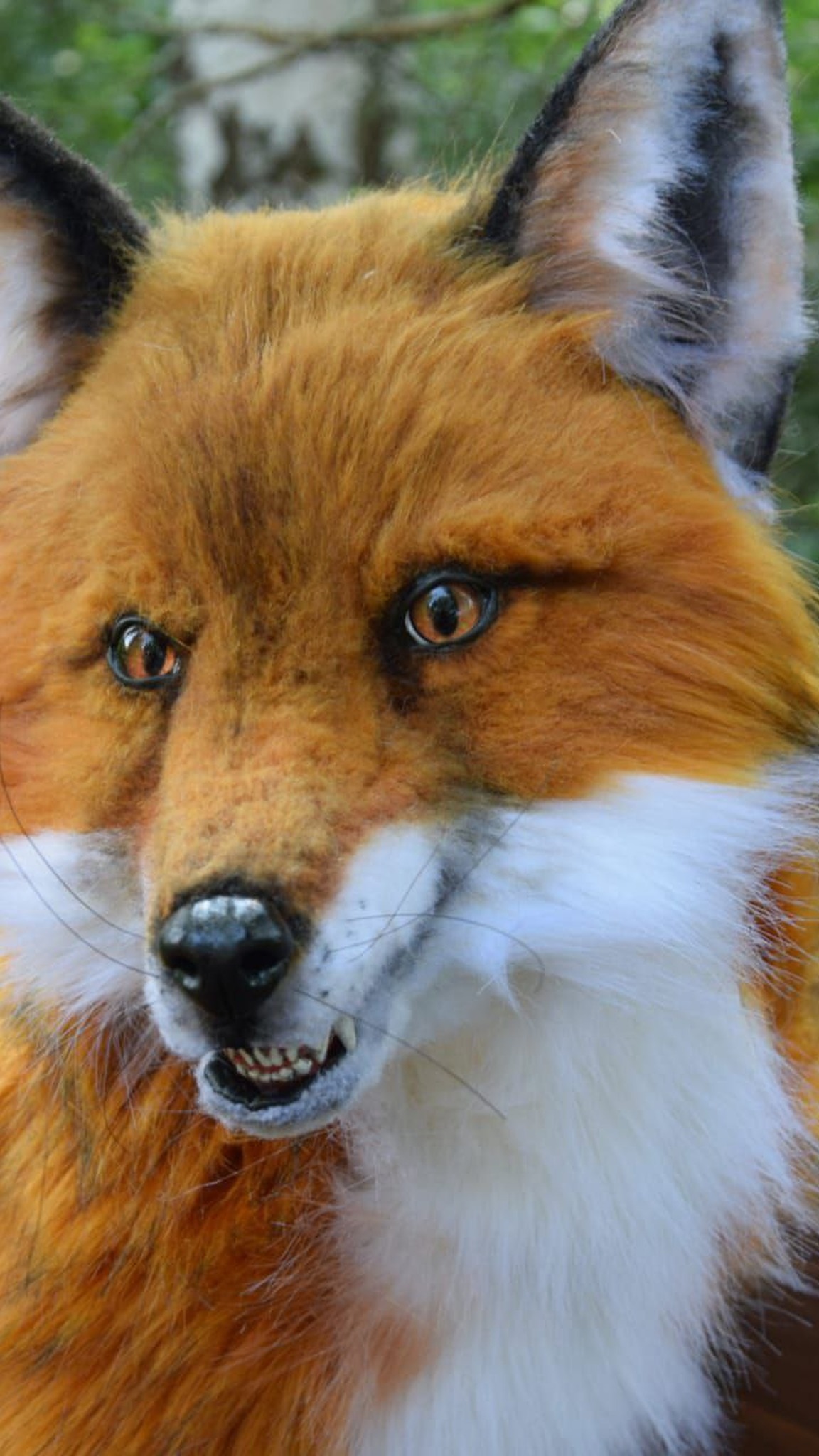 Custom fox plush face, made to order: amber eyes, long whiskers, glossy black nose and small teeth showing